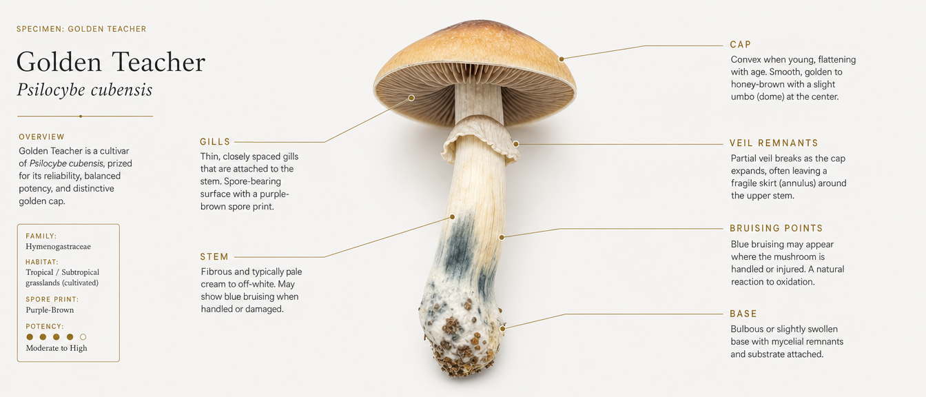 Golden Teacher Mushroom Anatomy