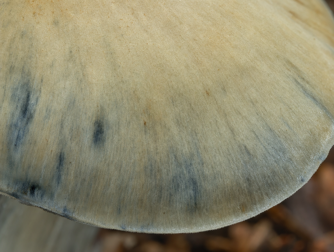 Psilocybin Mushroom Cap Bruising Texture