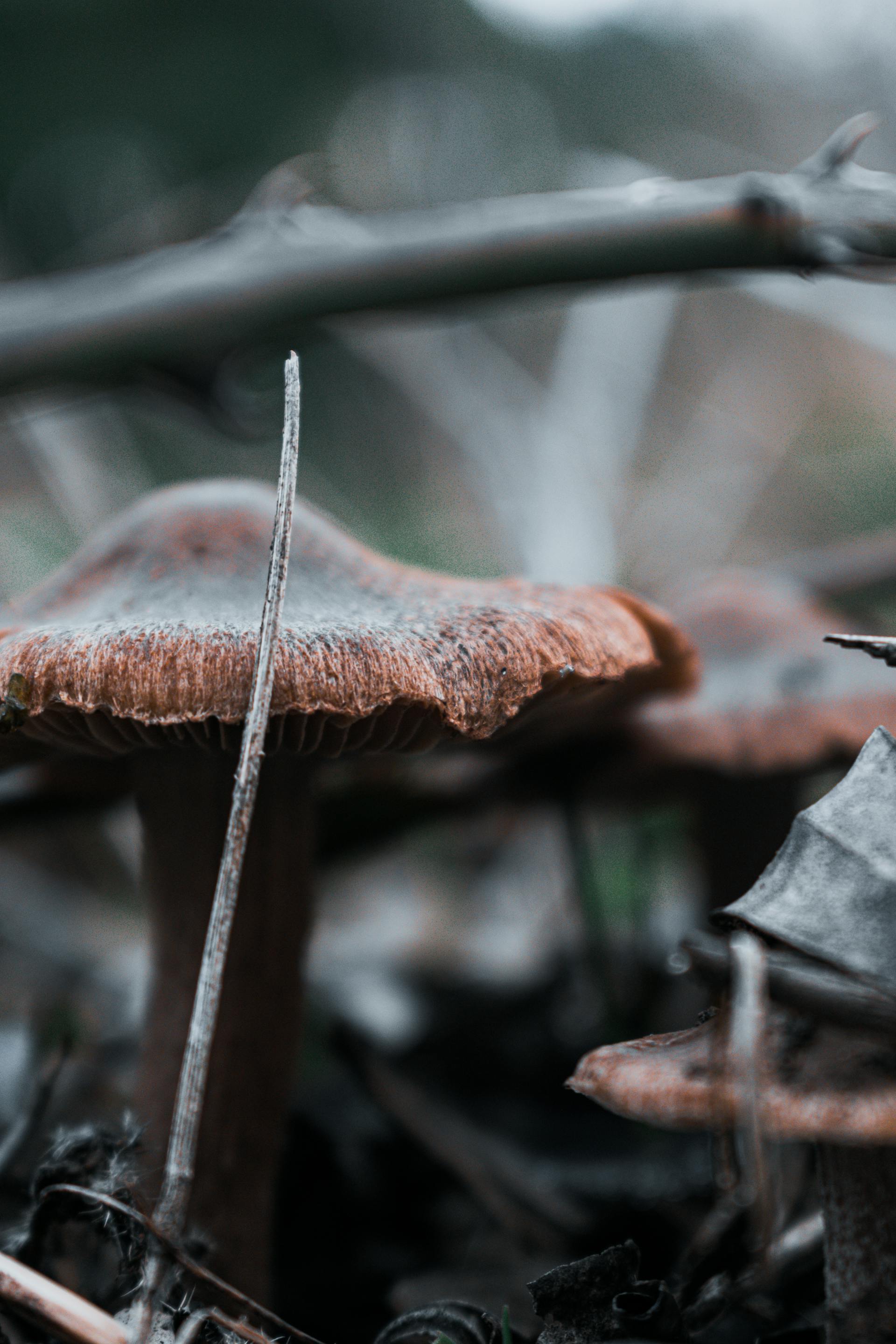 Psilocybin mushroom research specimen