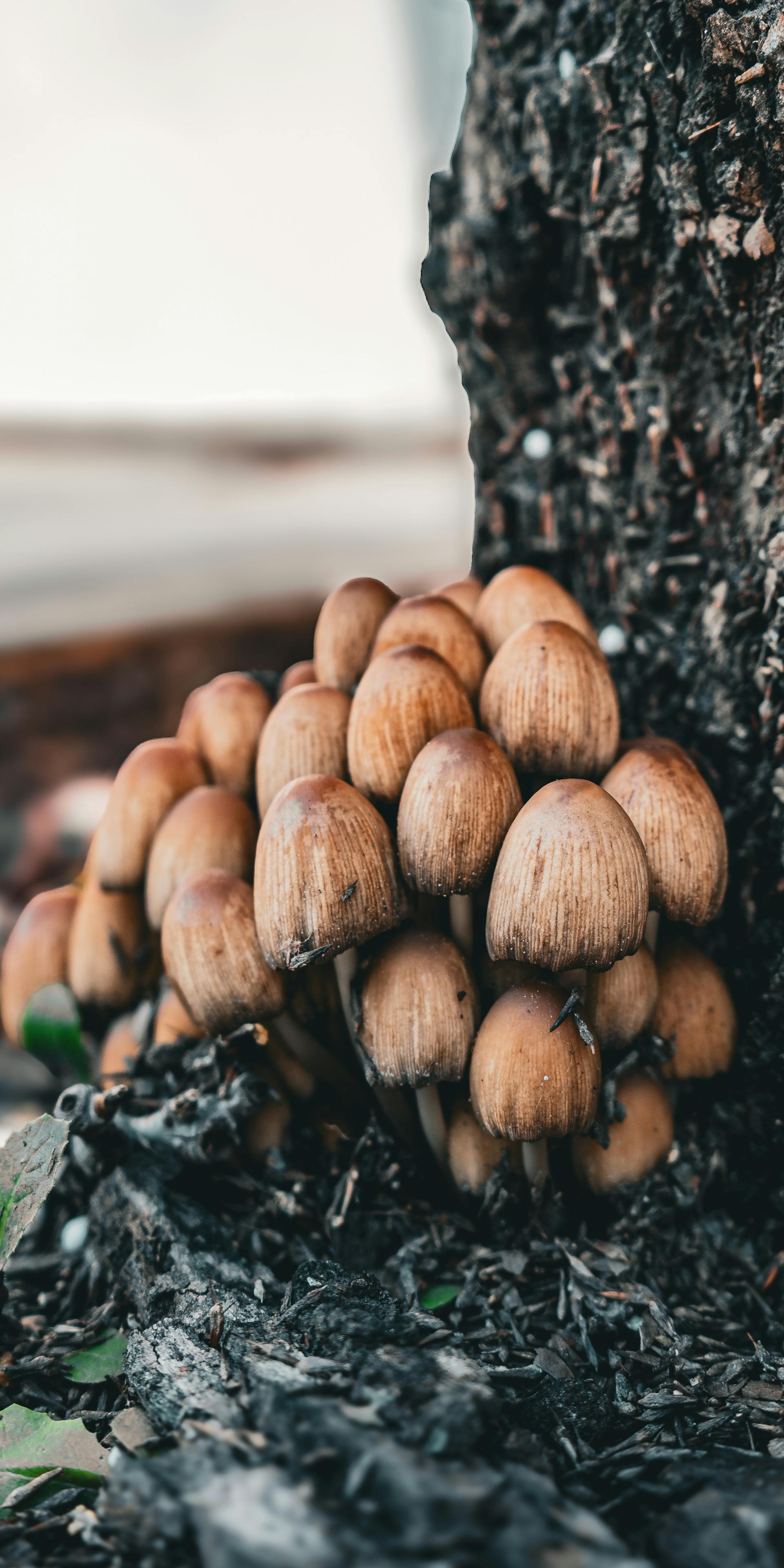 Psilocybin mushroom research specimen