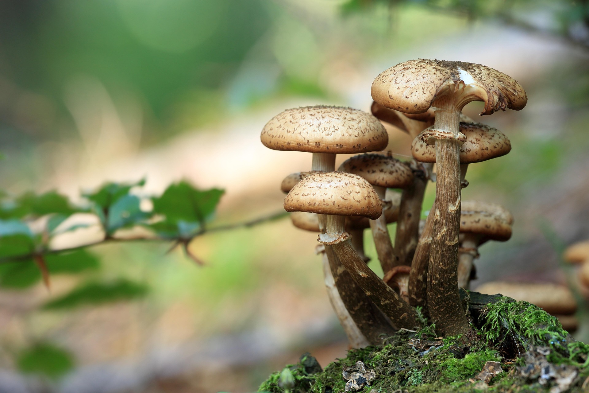 Psilocybin mushroom research specimen