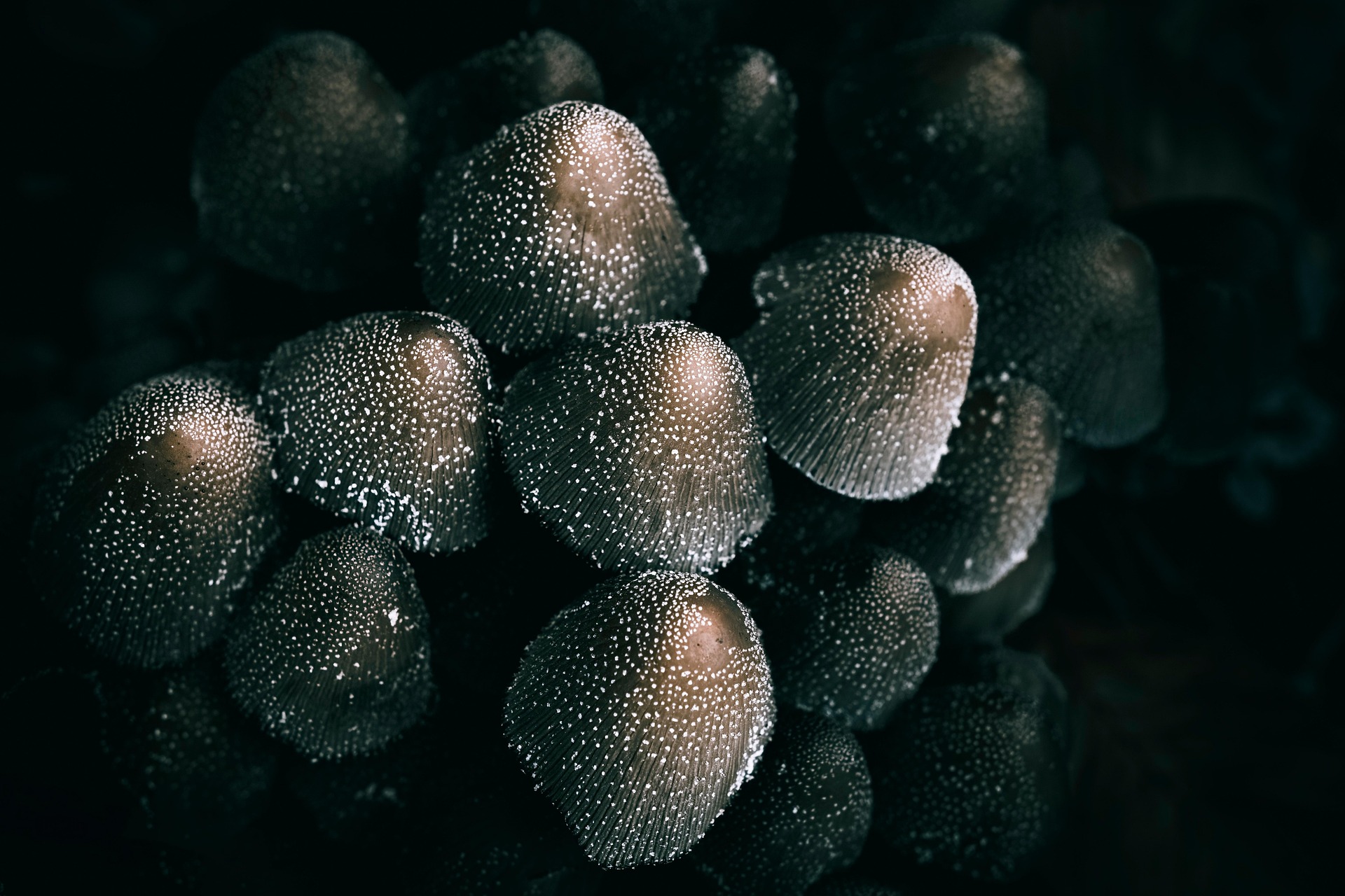 Psilocybin mushroom research specimen