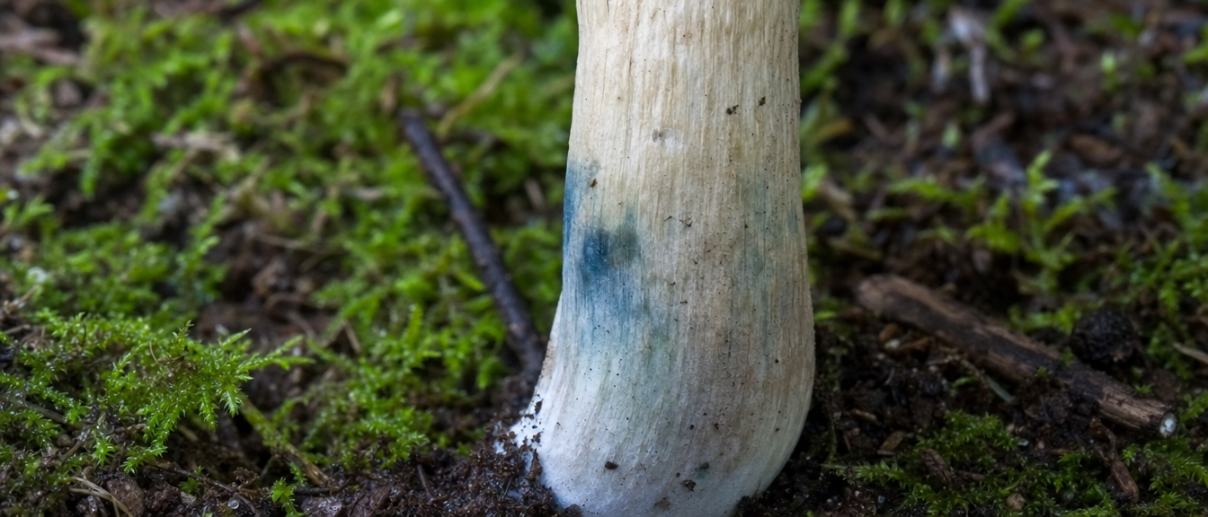 The Genera That Produce Psilocybin A Field Overview Psilocybe Blue Bruising Identification Feature Png