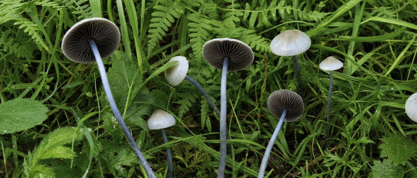 The Genera That Produce Psilocybin A Field Overview Panaeolus Black Gills Grassland Specimens Png
