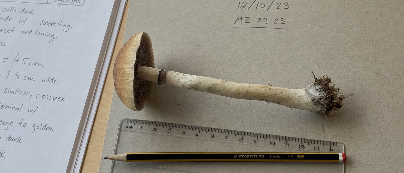 Psilocybin Mushroom Measurement Research Sample