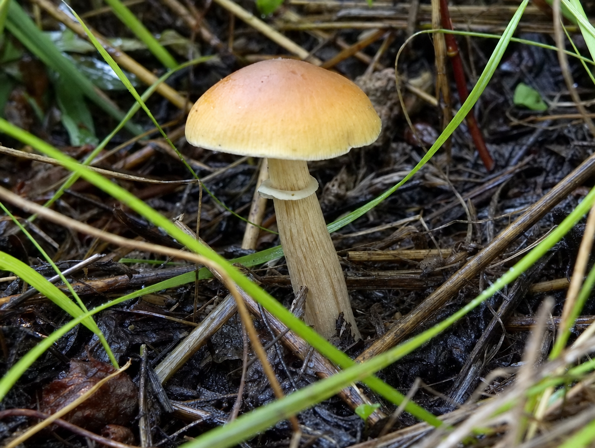 PSILOC~3