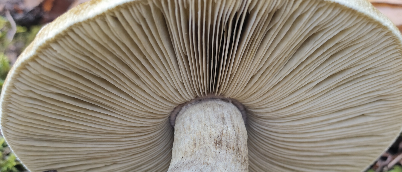 Psilocybin Mushroom Gills Close Up