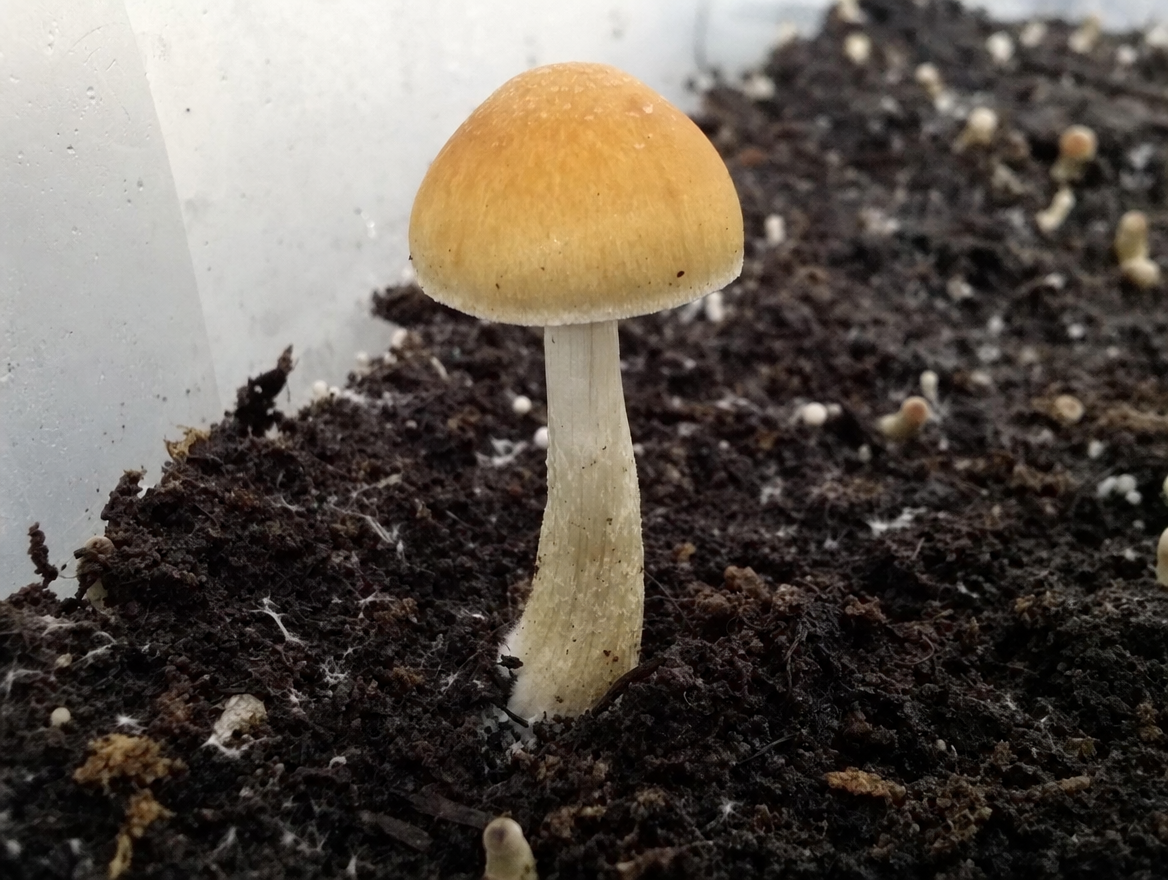 Single Golden Teacher in Substrate