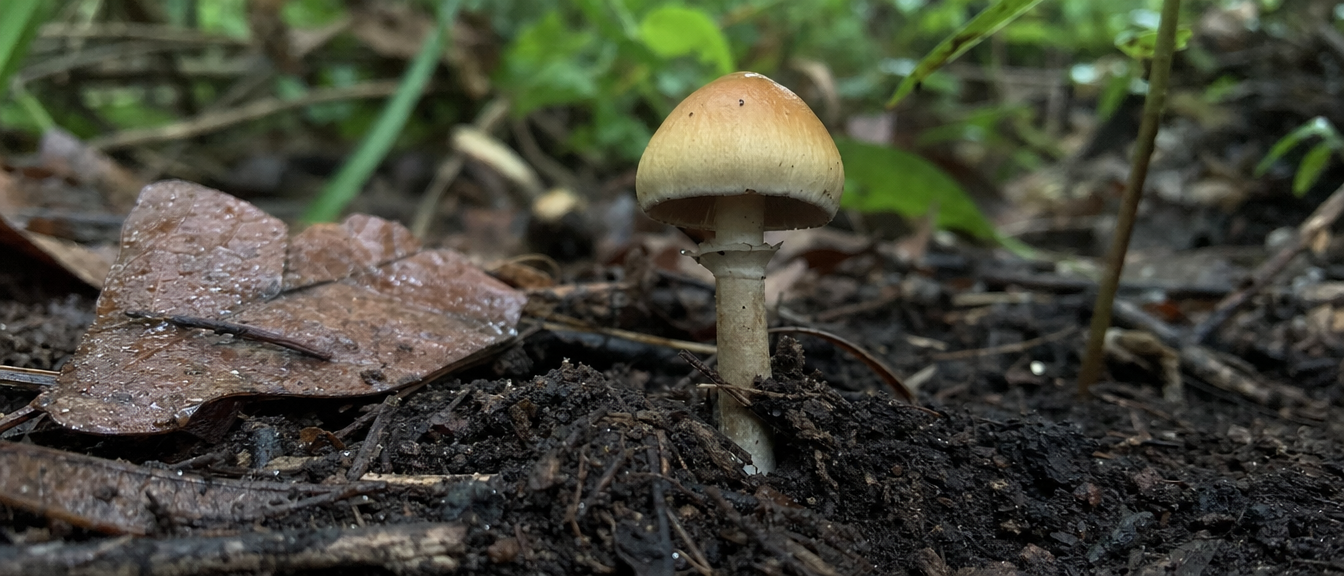 Young Golden Teacher in Forest Soil