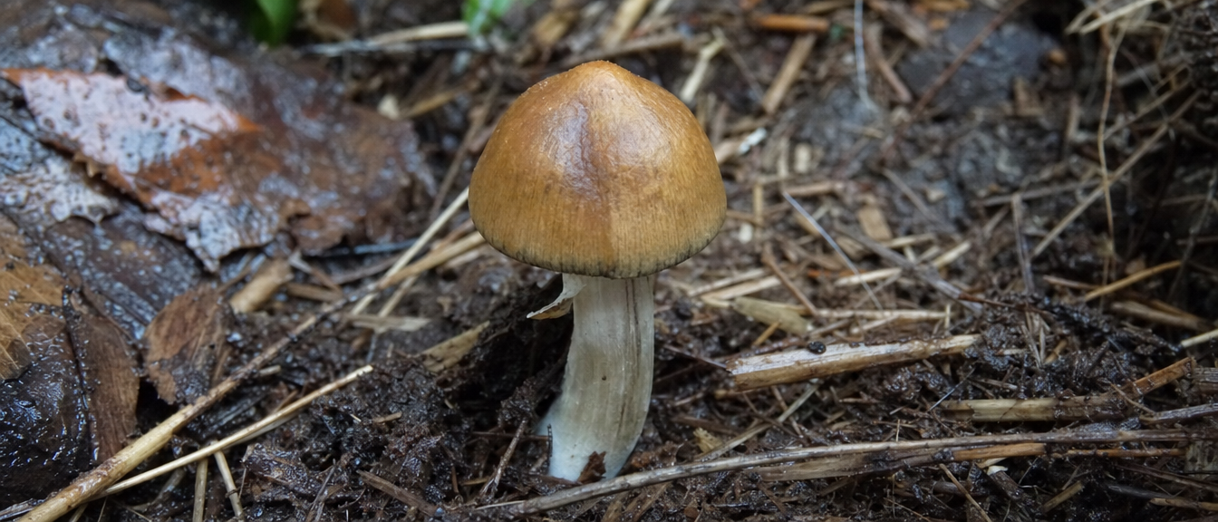 Golden Teacher Natural Habitat Specimen