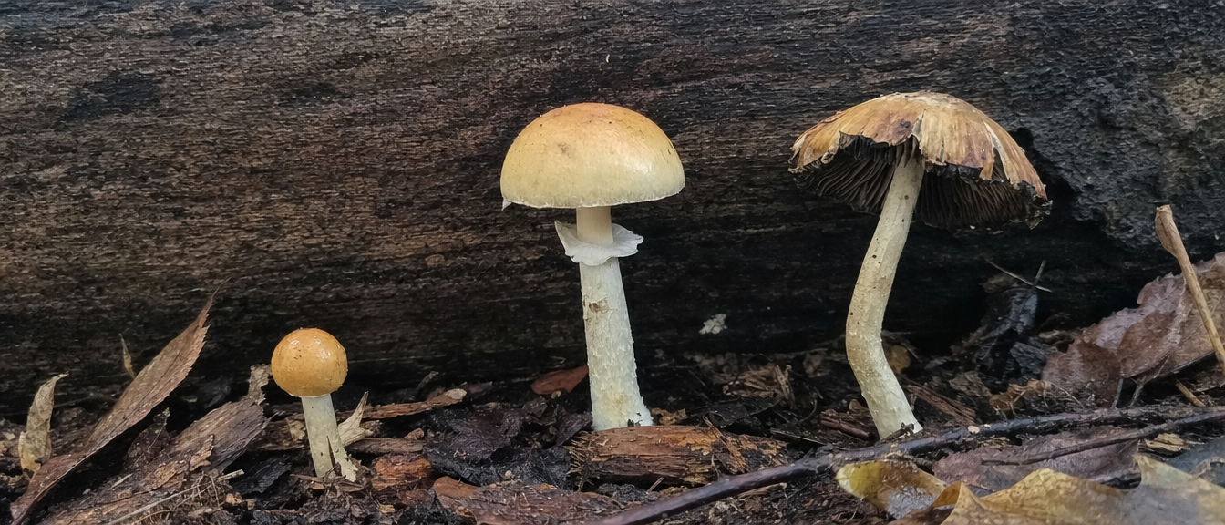 Golden Teacher Spaced Growth Sequence