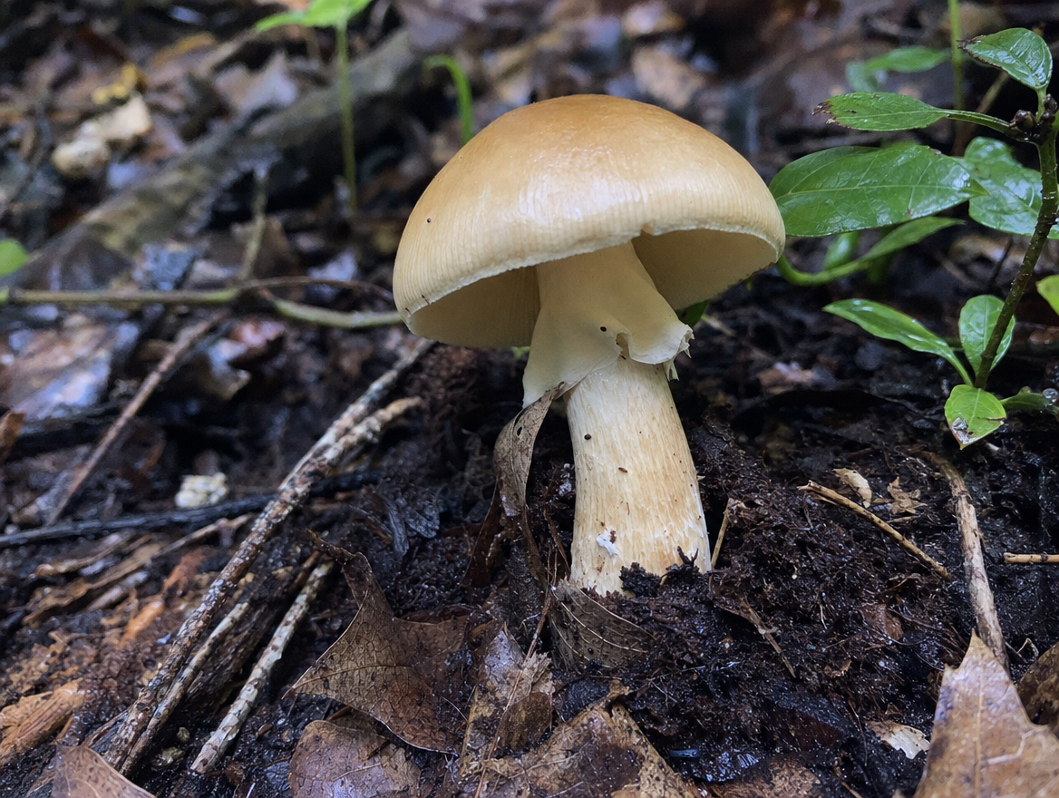 Isolated Golden Teacher in Forest Floor