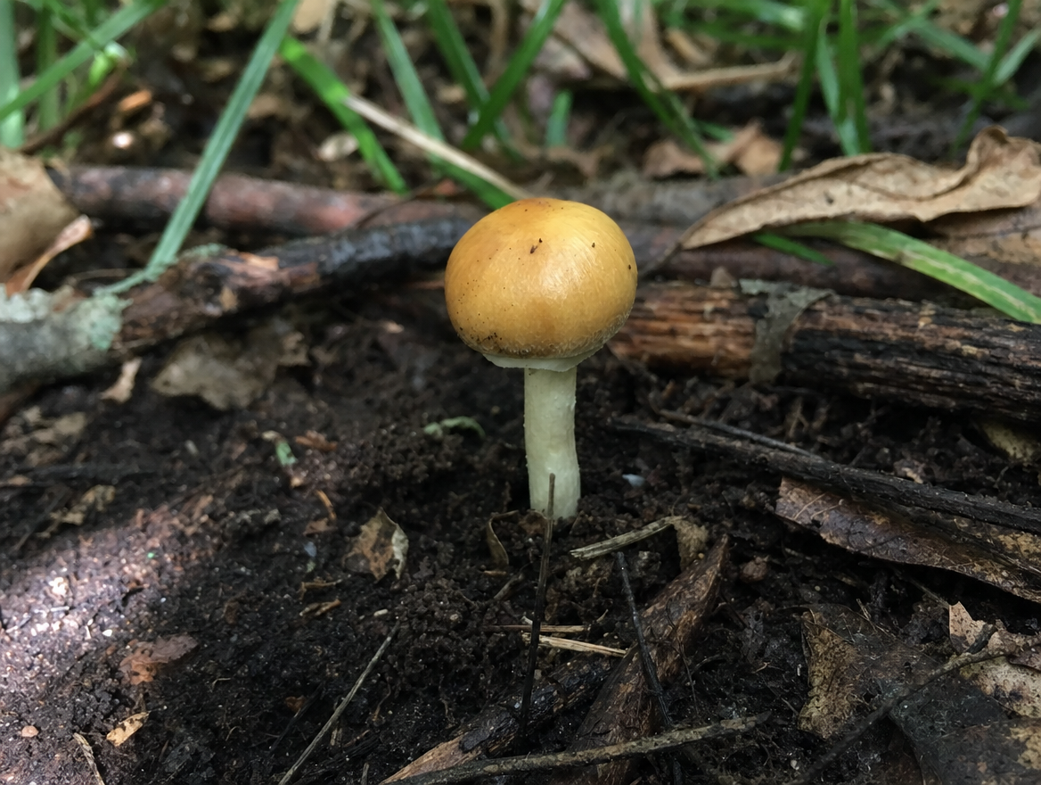 Small Golden Teacher Forest Specimen