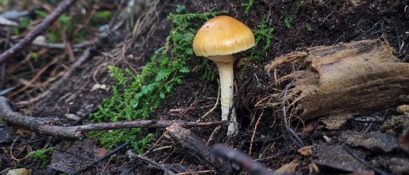 psilocybin-mushroom-natural-profile