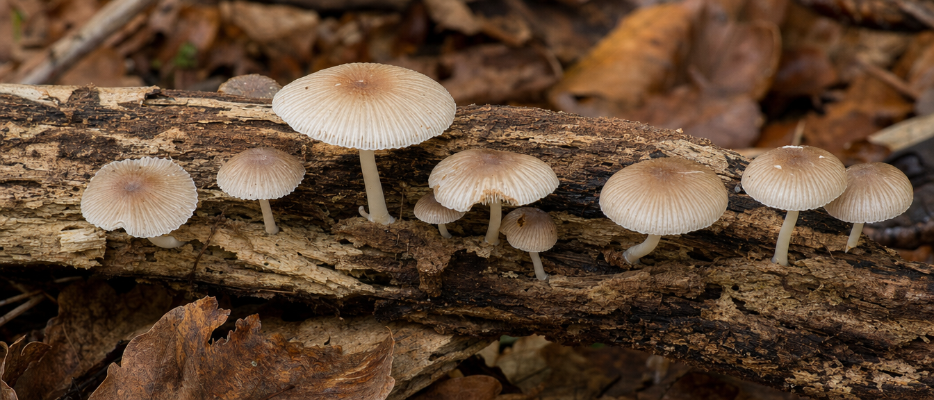 Mushroom Anatomy: A Complete Structural Guide — editorial image 6