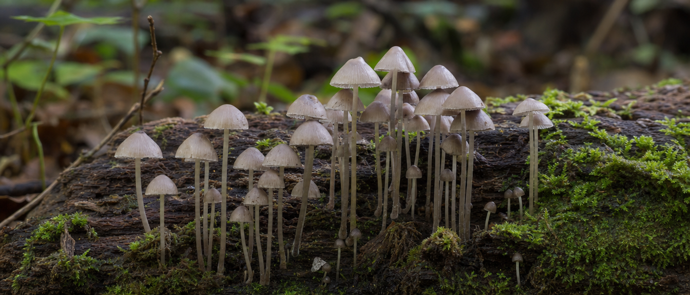Mushroom Anatomy: A Complete Structural Guide — editorial image 7