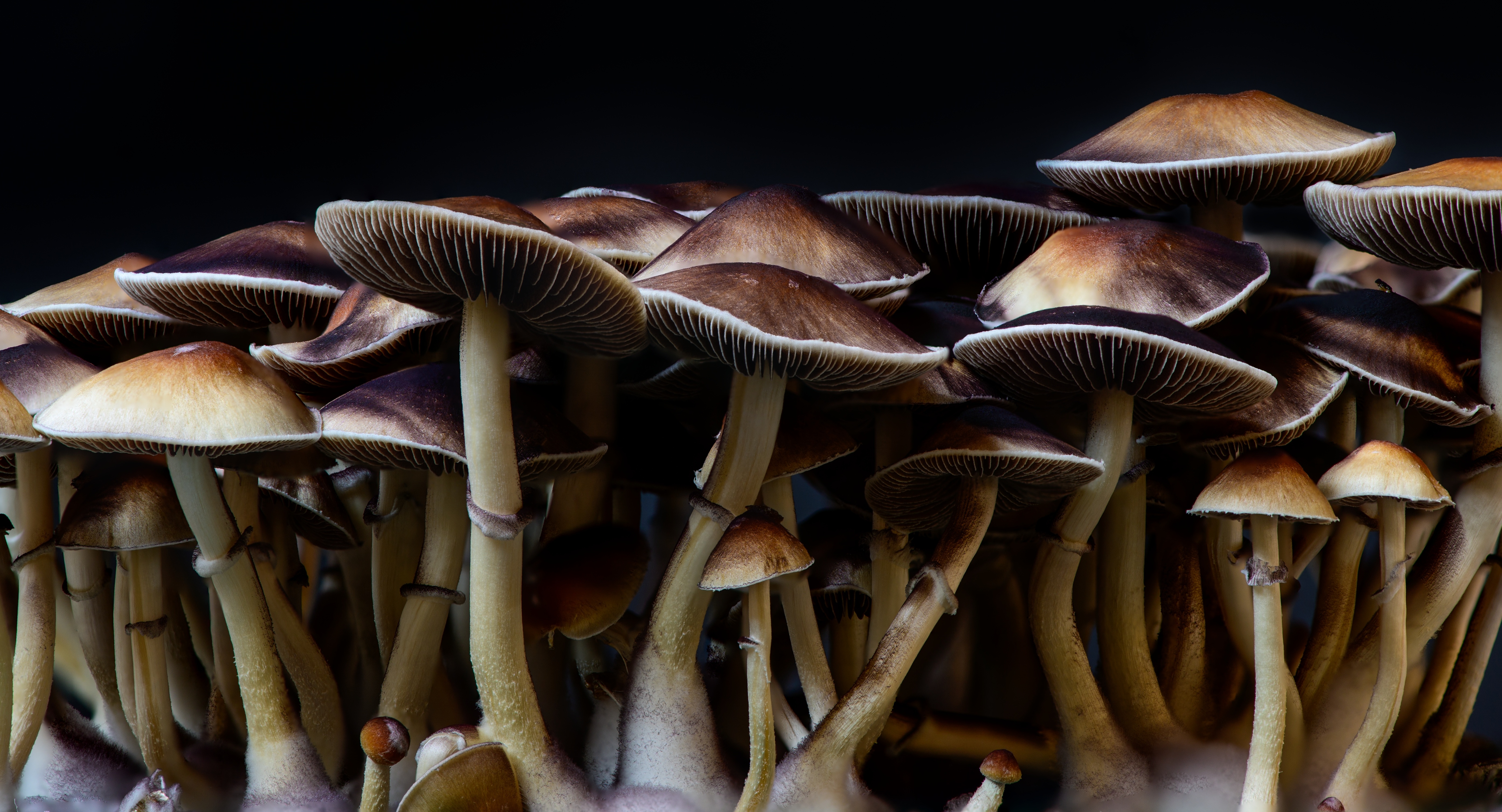 The Fungal Life Cycle: From Spore to Spore — editorial image 2