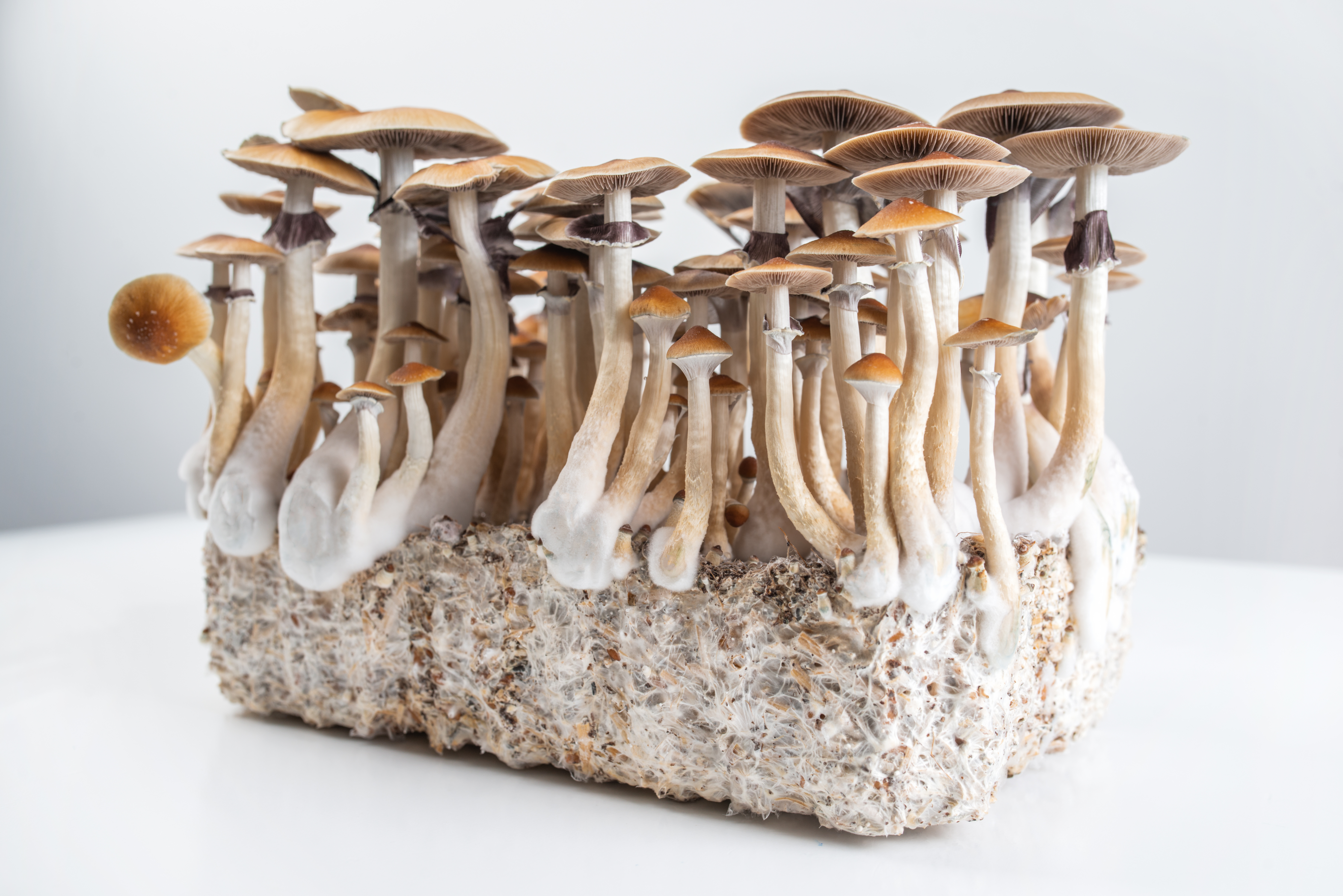 The Fungal Life Cycle: From Spore to Spore — editorial image 3