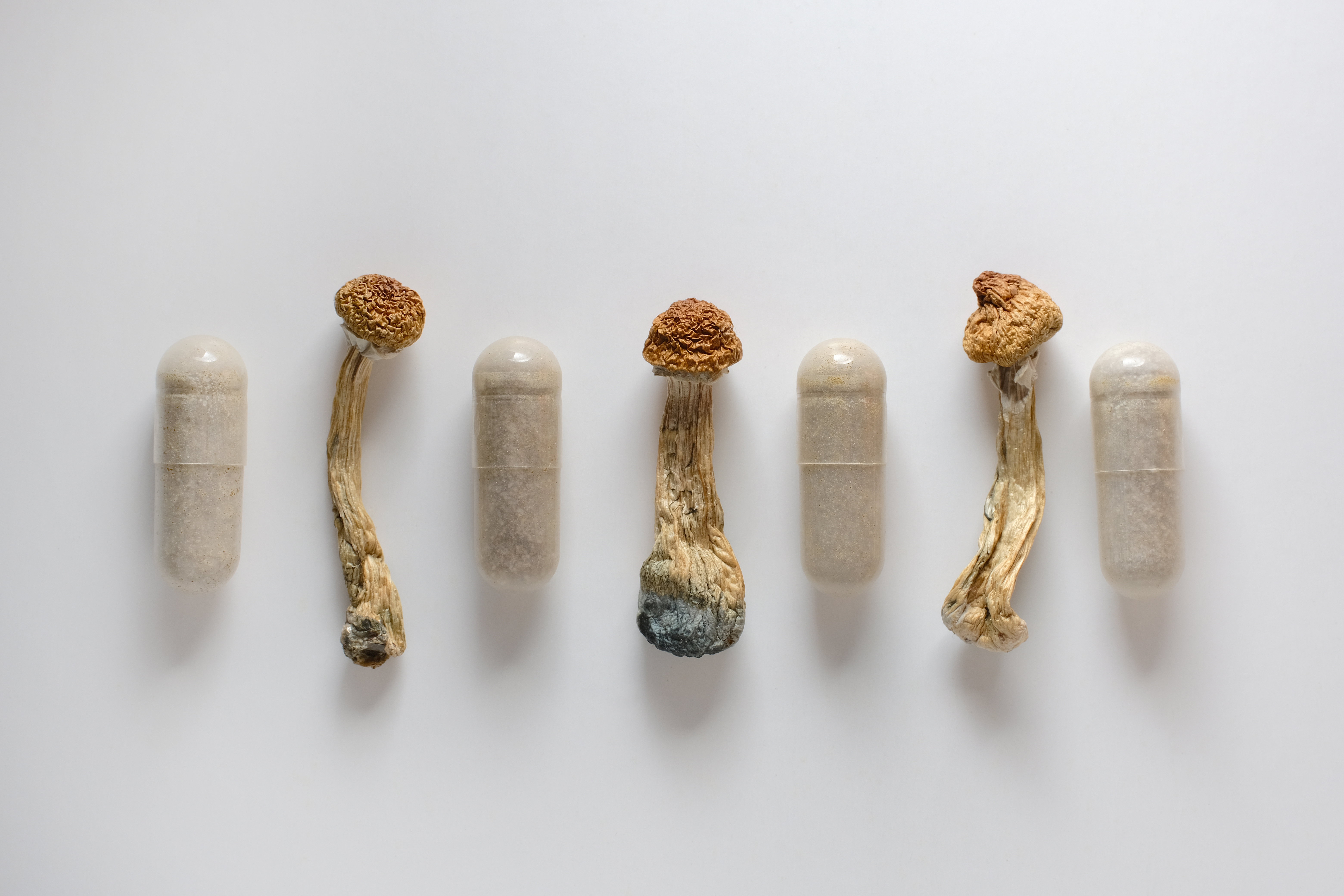 The Fungal Life Cycle: From Spore to Spore — editorial image 4