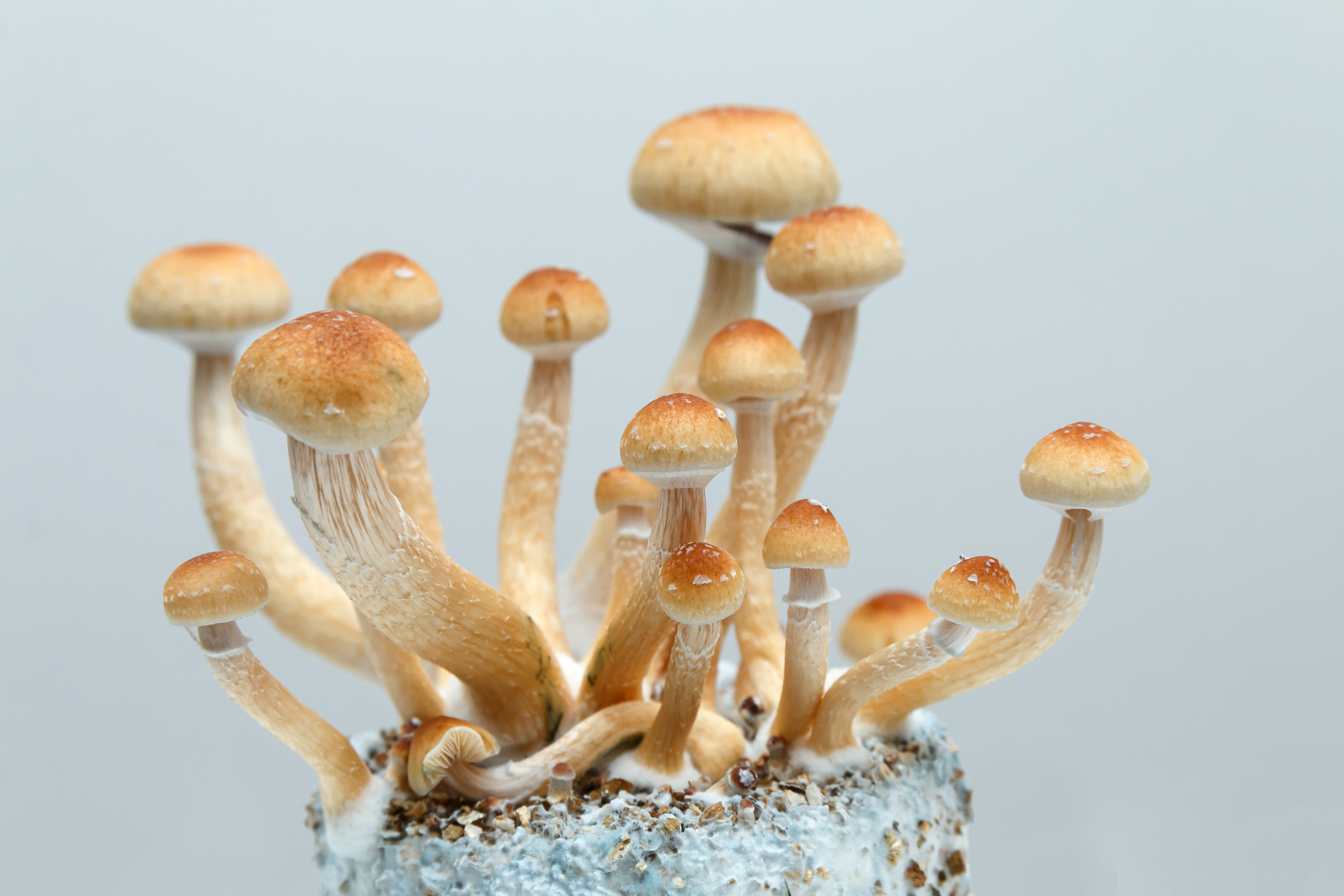 The Fungal Life Cycle: From Spore to Spore — editorial image 5