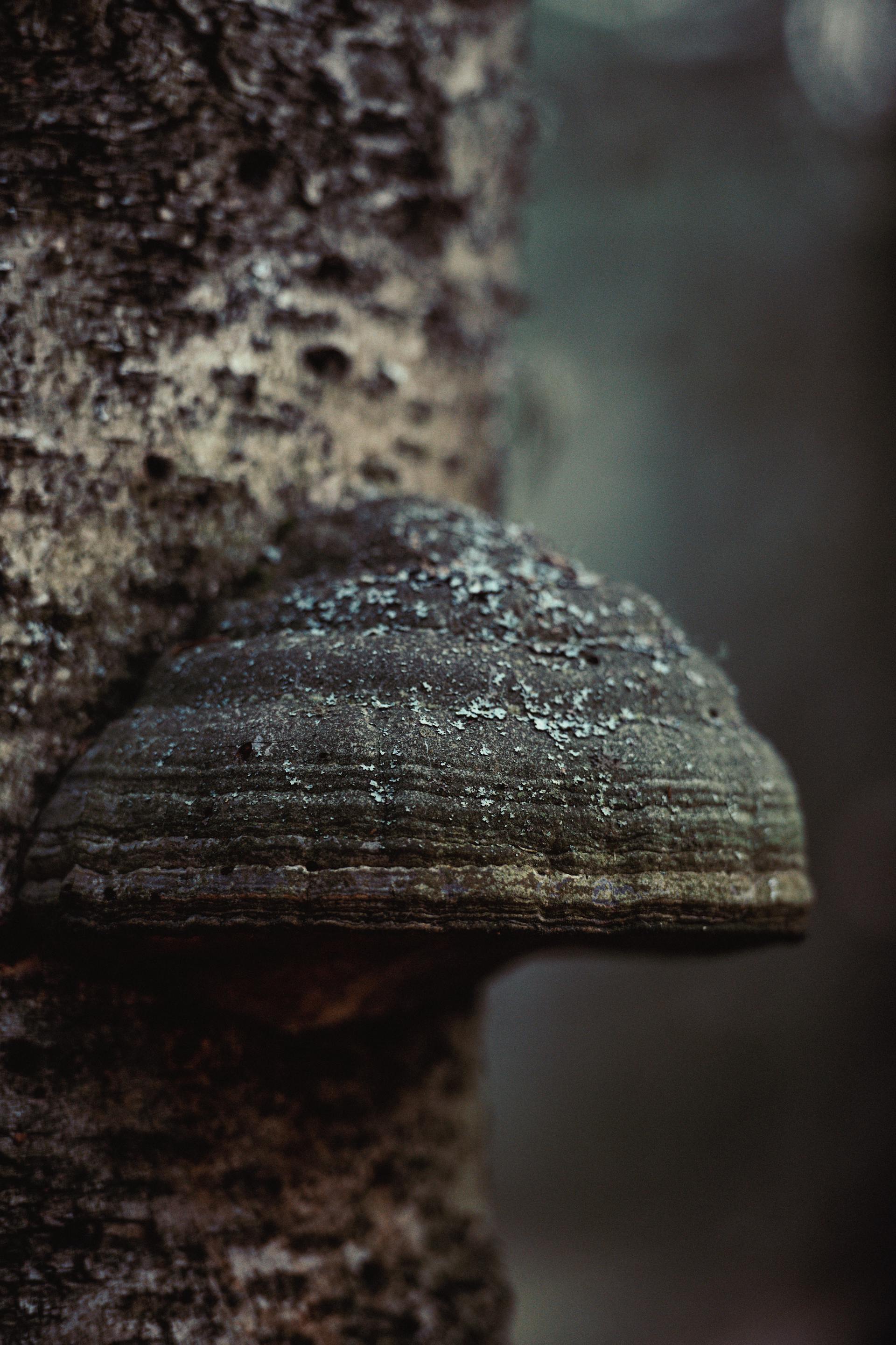 Mycorrhizal Networks: How Fungi Connect the Forest — editorial image 2