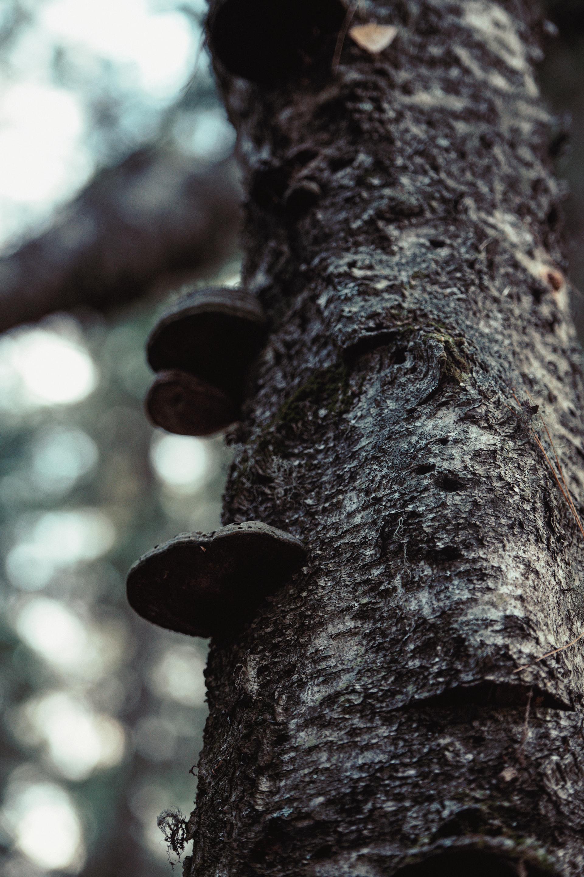 Mycorrhizal Networks: How Fungi Connect the Forest — editorial image 3