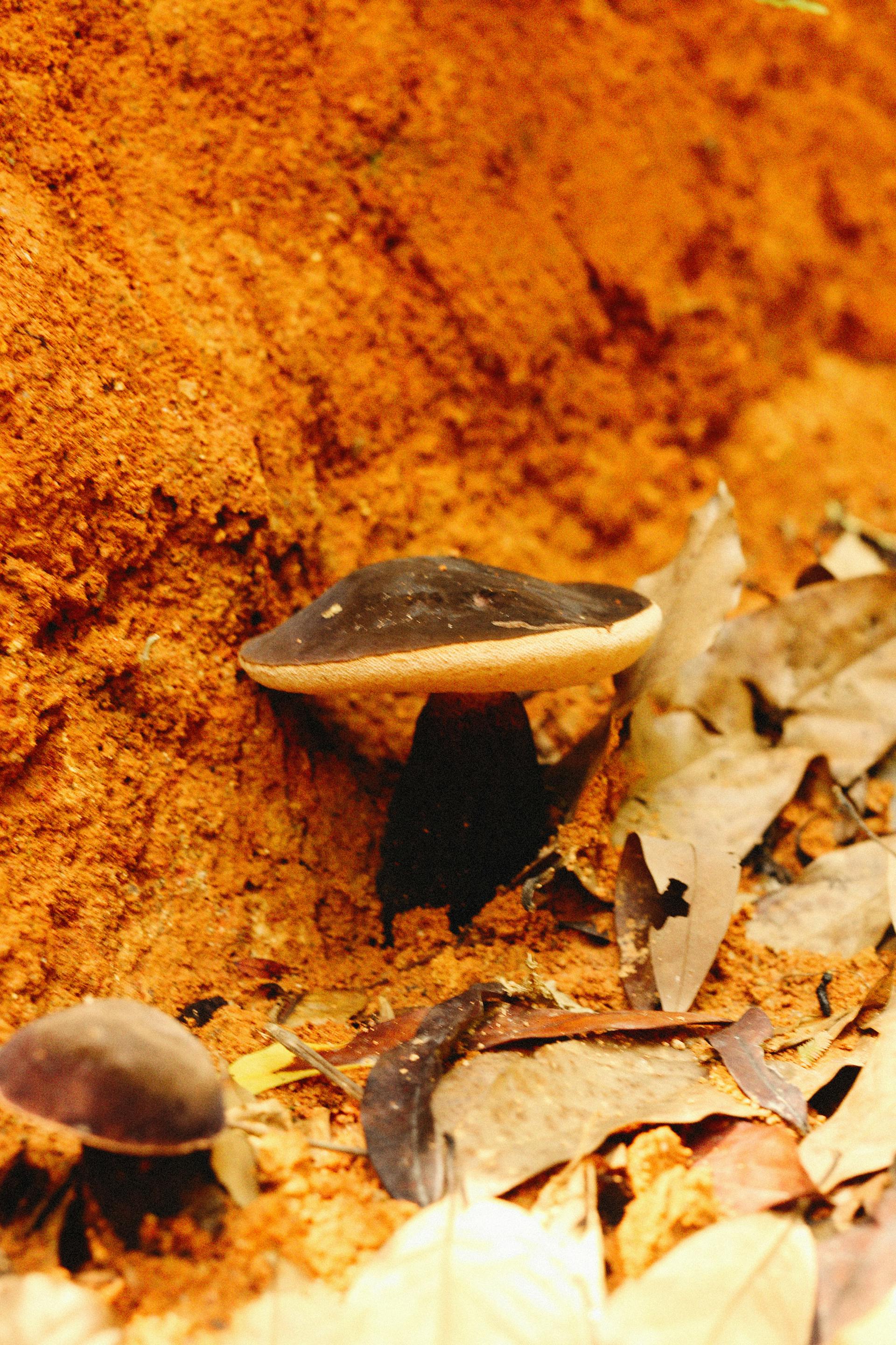 Mycorrhizal Networks: How Fungi Connect the Forest — editorial image 4