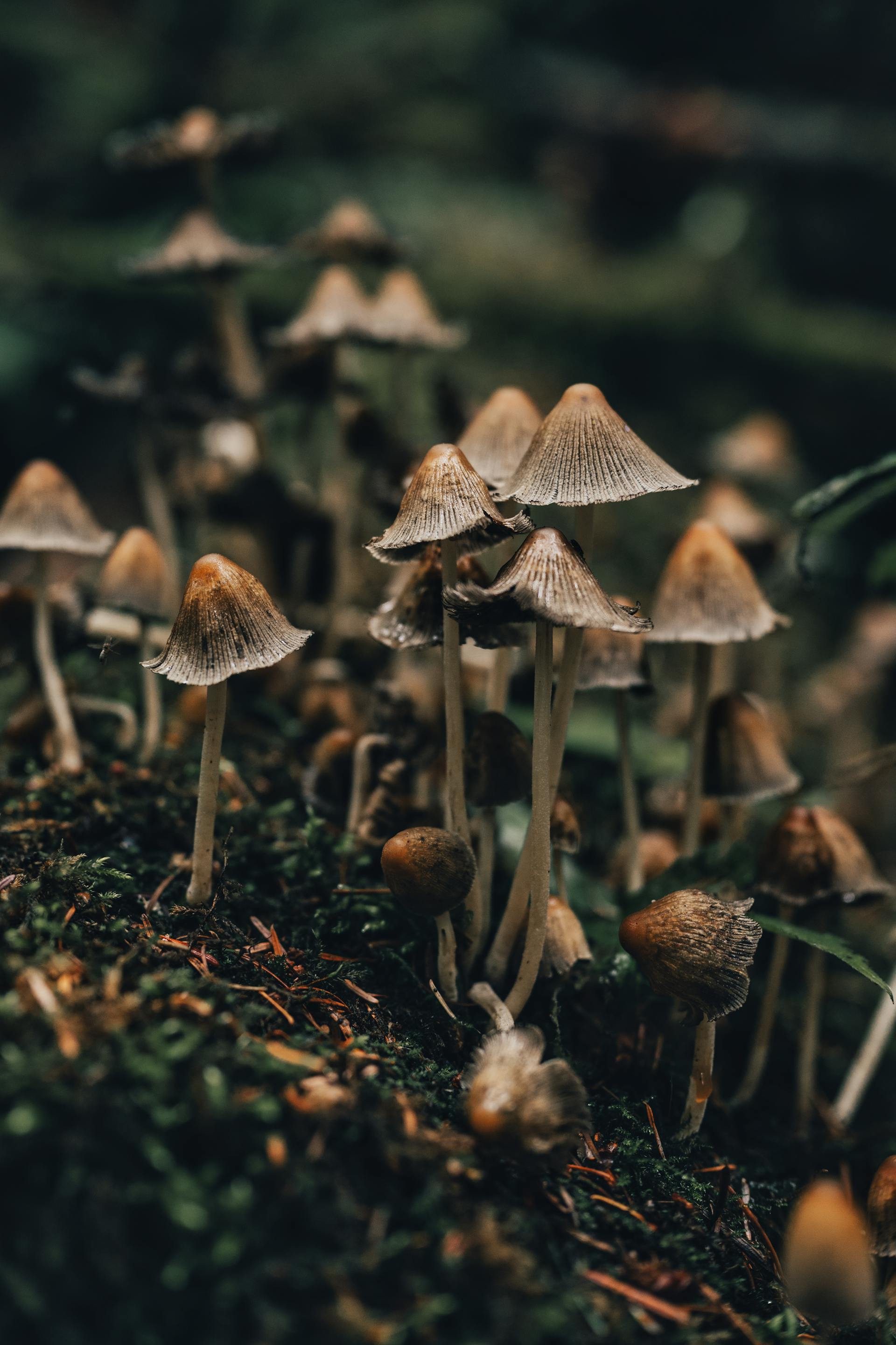 Mycorrhizal Networks: How Fungi Connect the Forest — editorial image 5