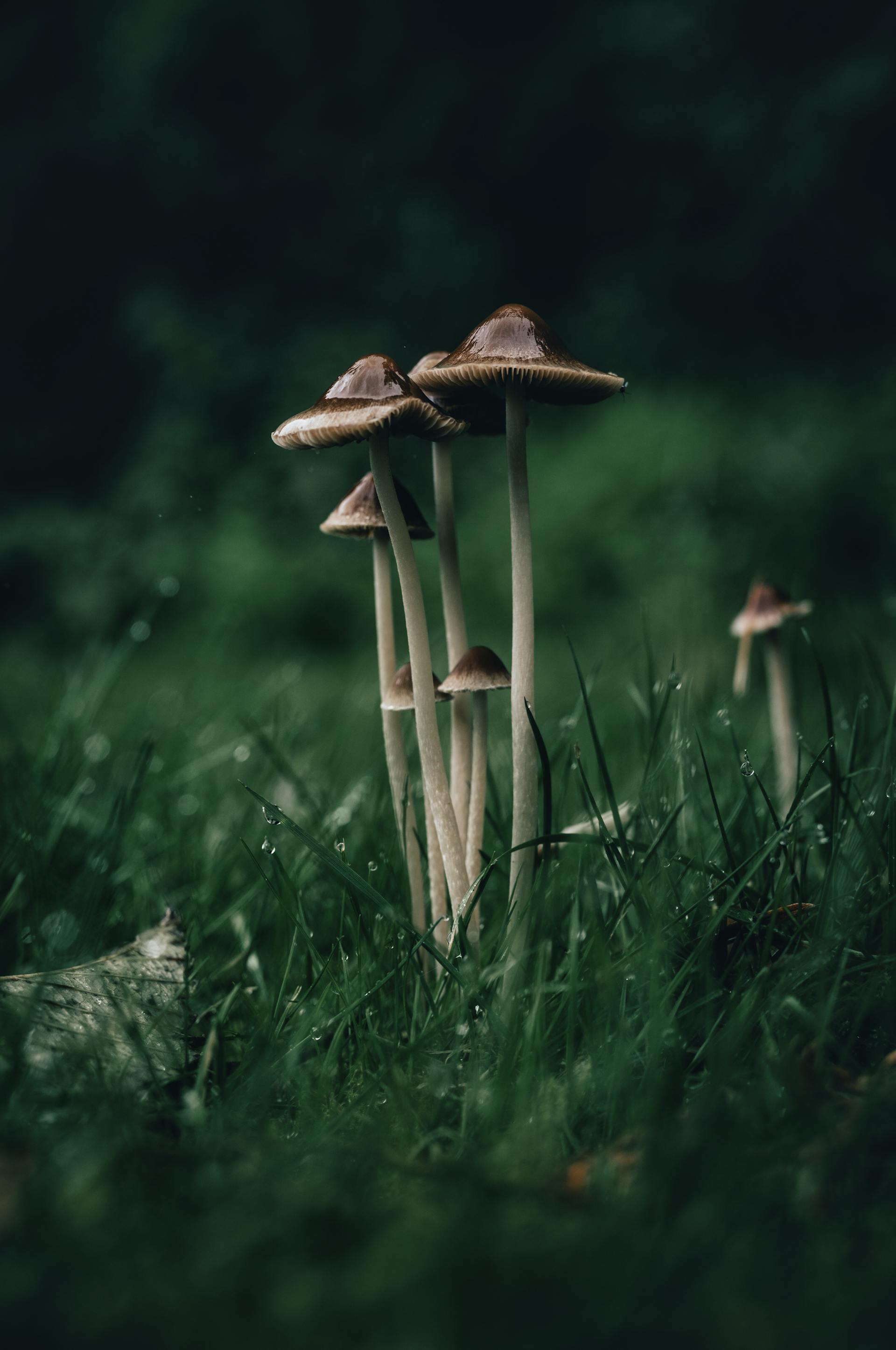 Mycorrhizal Networks: How Fungi Connect the Forest — editorial image 6