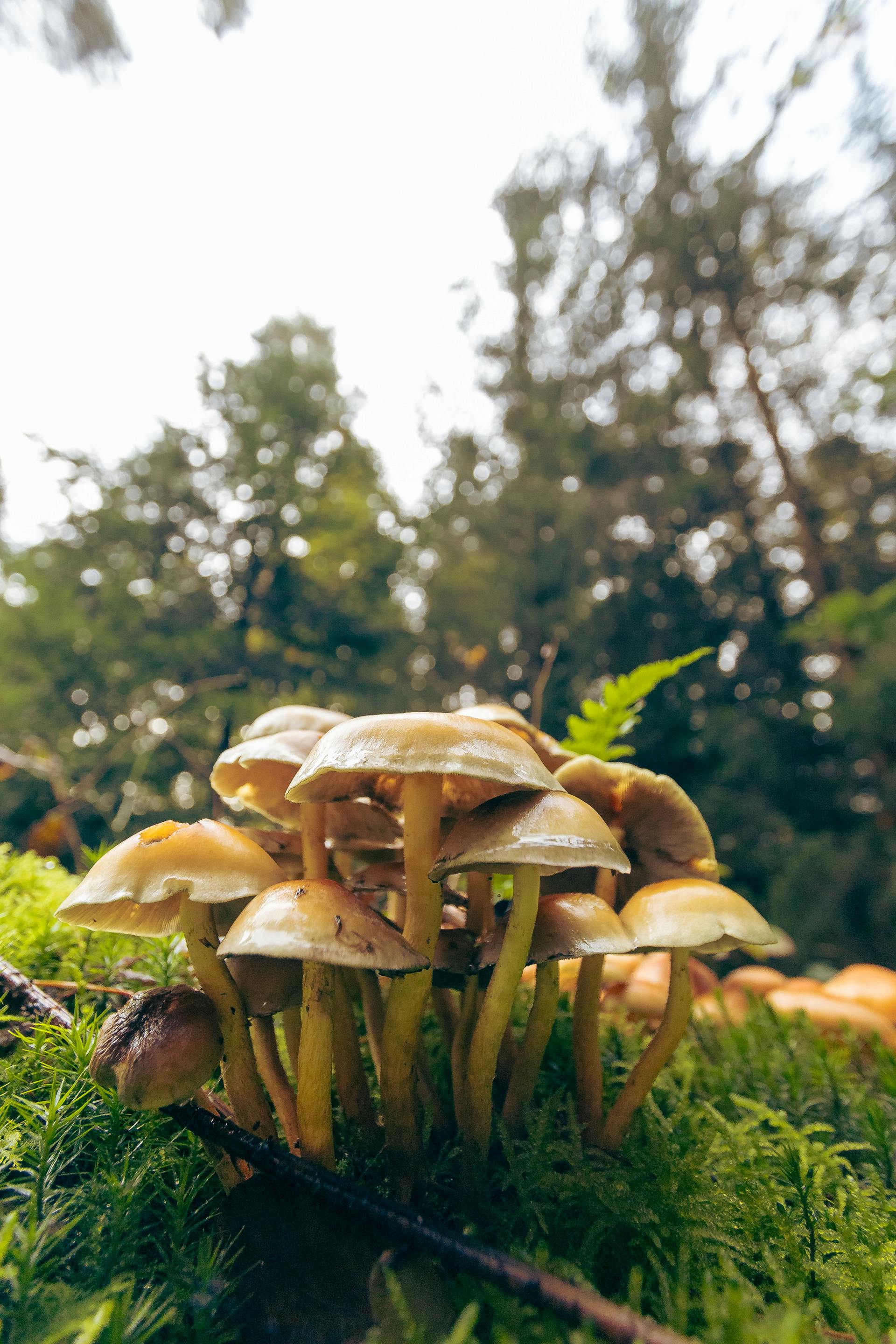 Mycorrhizal Networks: How Fungi Connect the Forest — editorial image 8