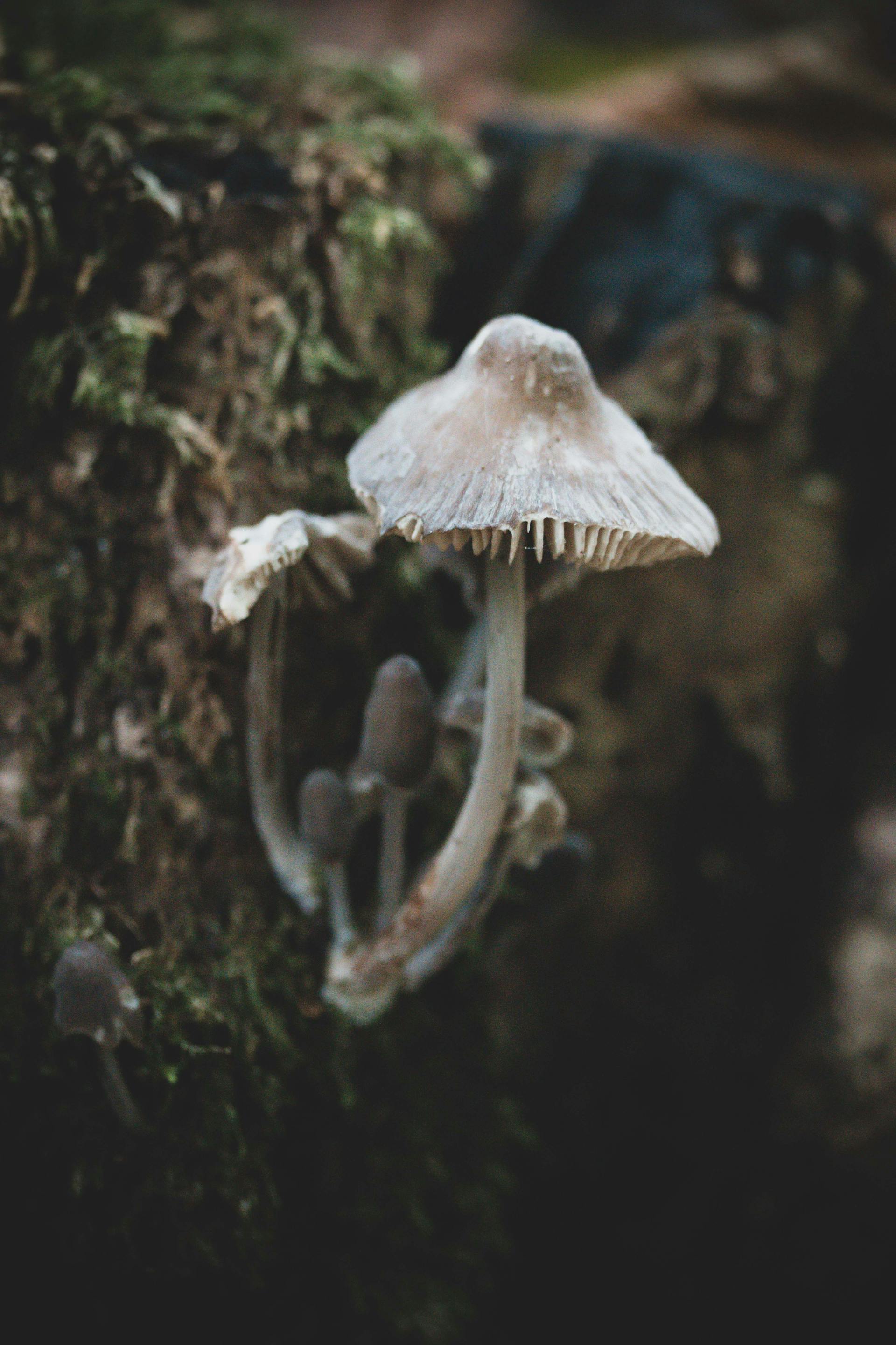 Mycorrhizal Networks: How Fungi Connect the Forest — editorial image 9