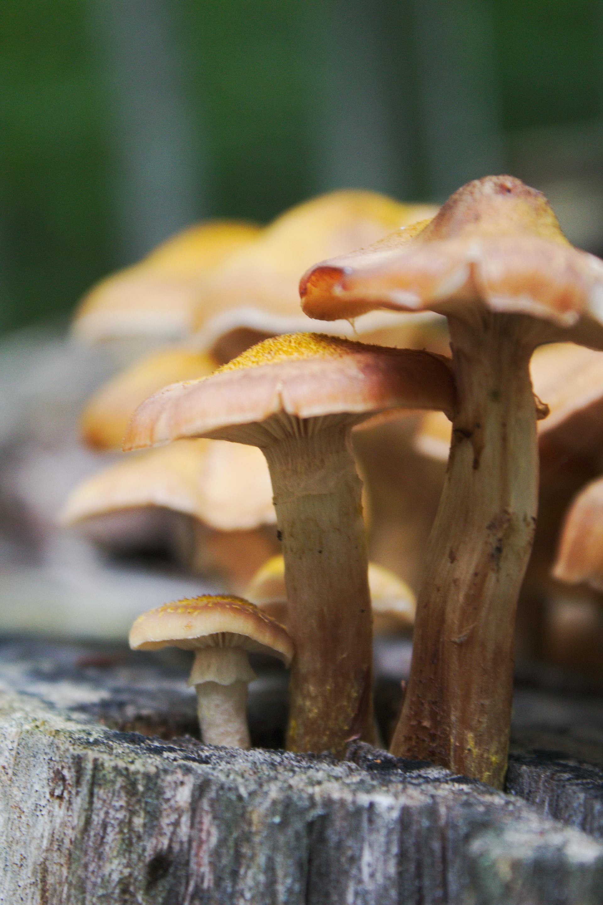 Microdosing Psilocybin: What the Controlled Studies Show — editorial image 2