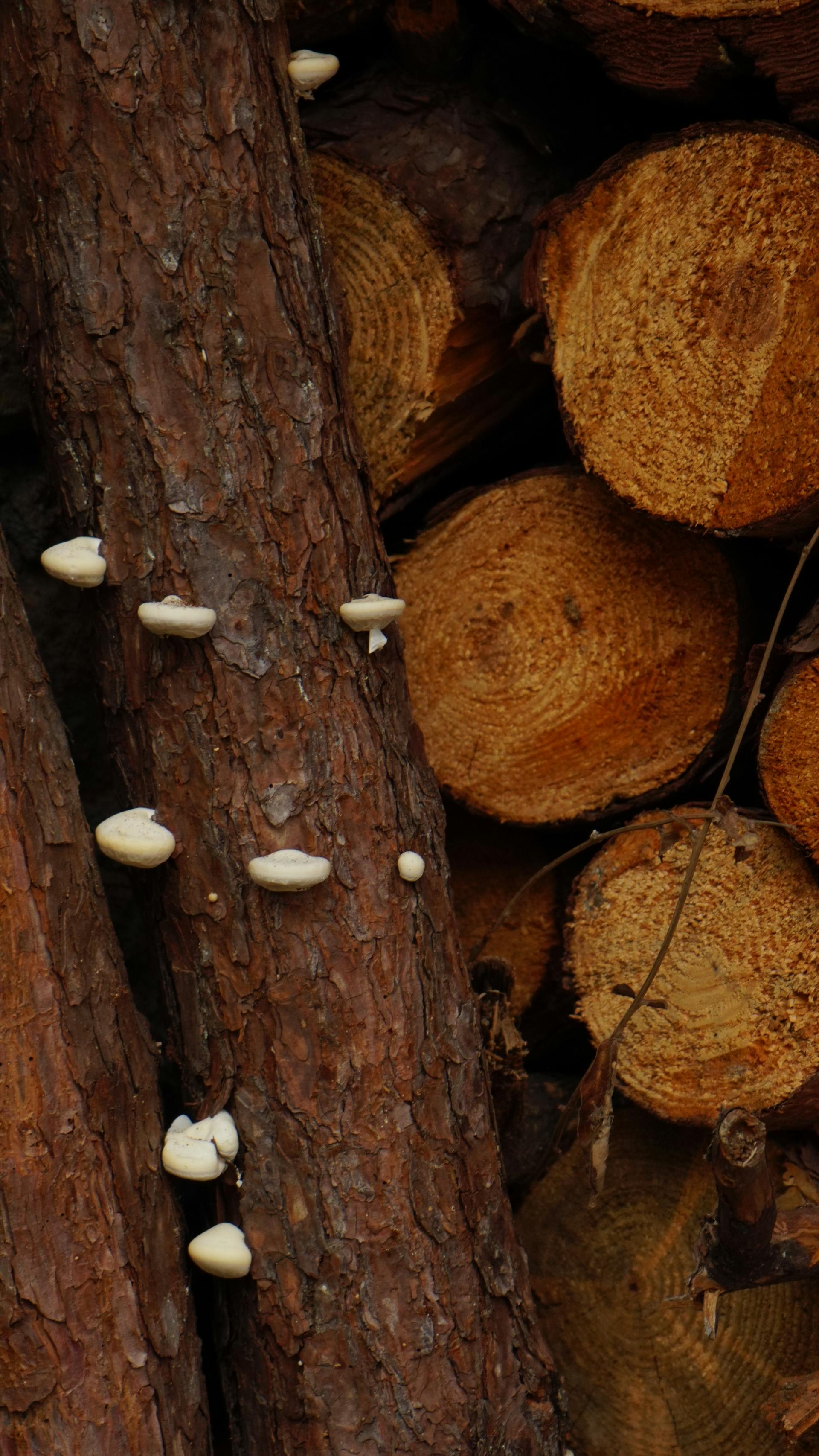 Microdosing Psilocybin: What the Controlled Studies Show — editorial image 3