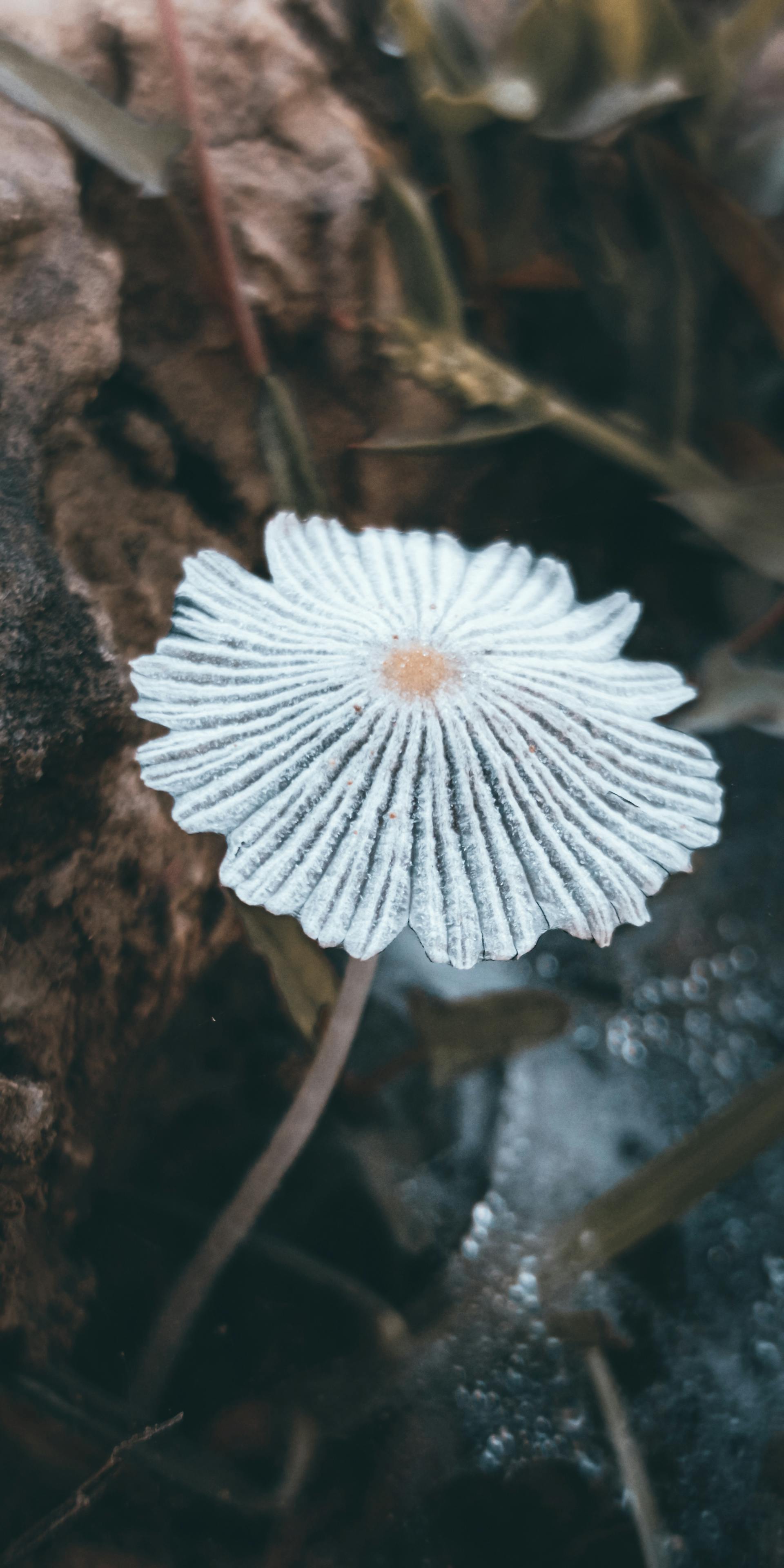 Microdosing Psilocybin: What the Controlled Studies Show — editorial image 4