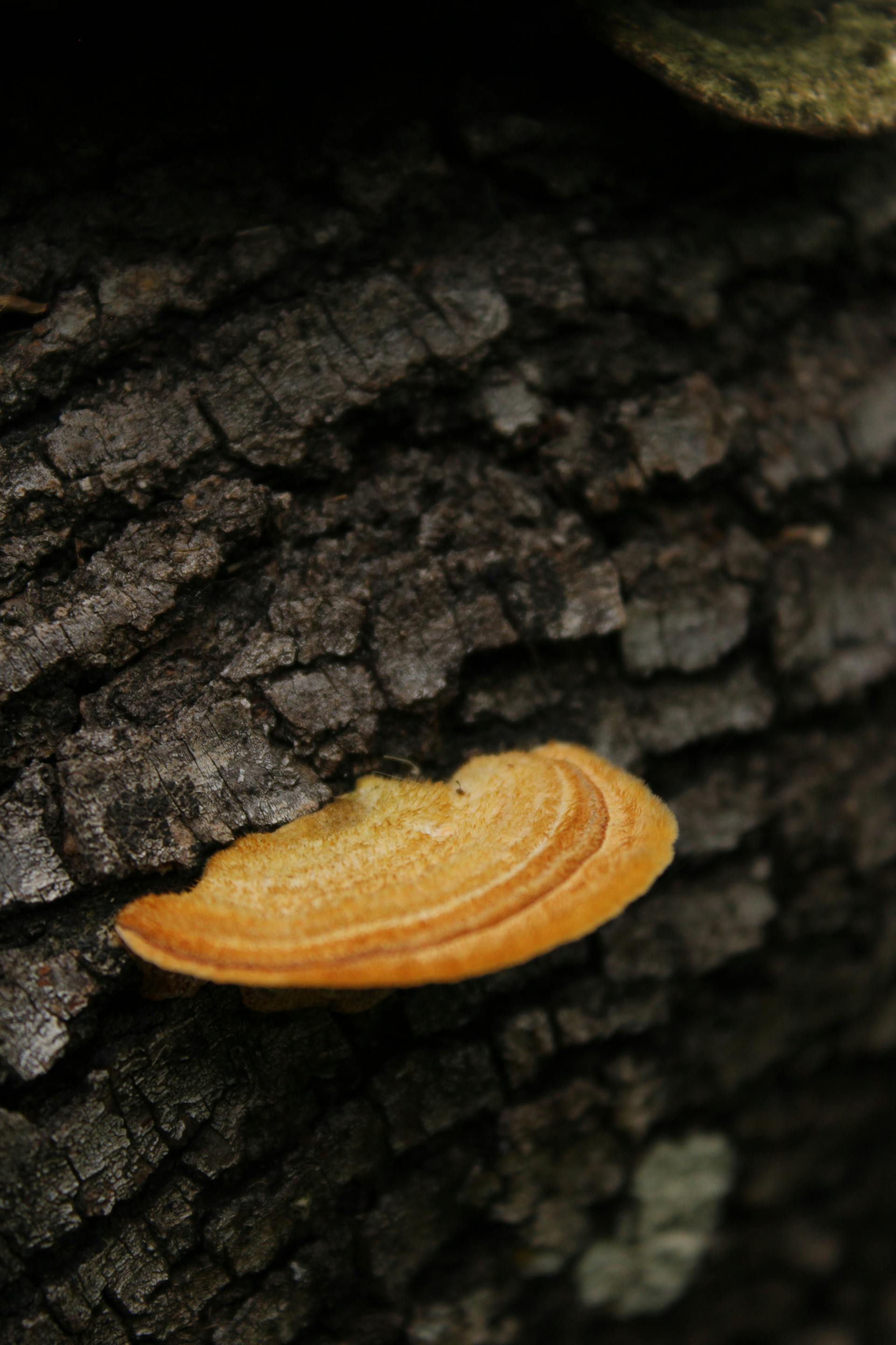 Microdosing Psilocybin: What the Controlled Studies Show — editorial image 5