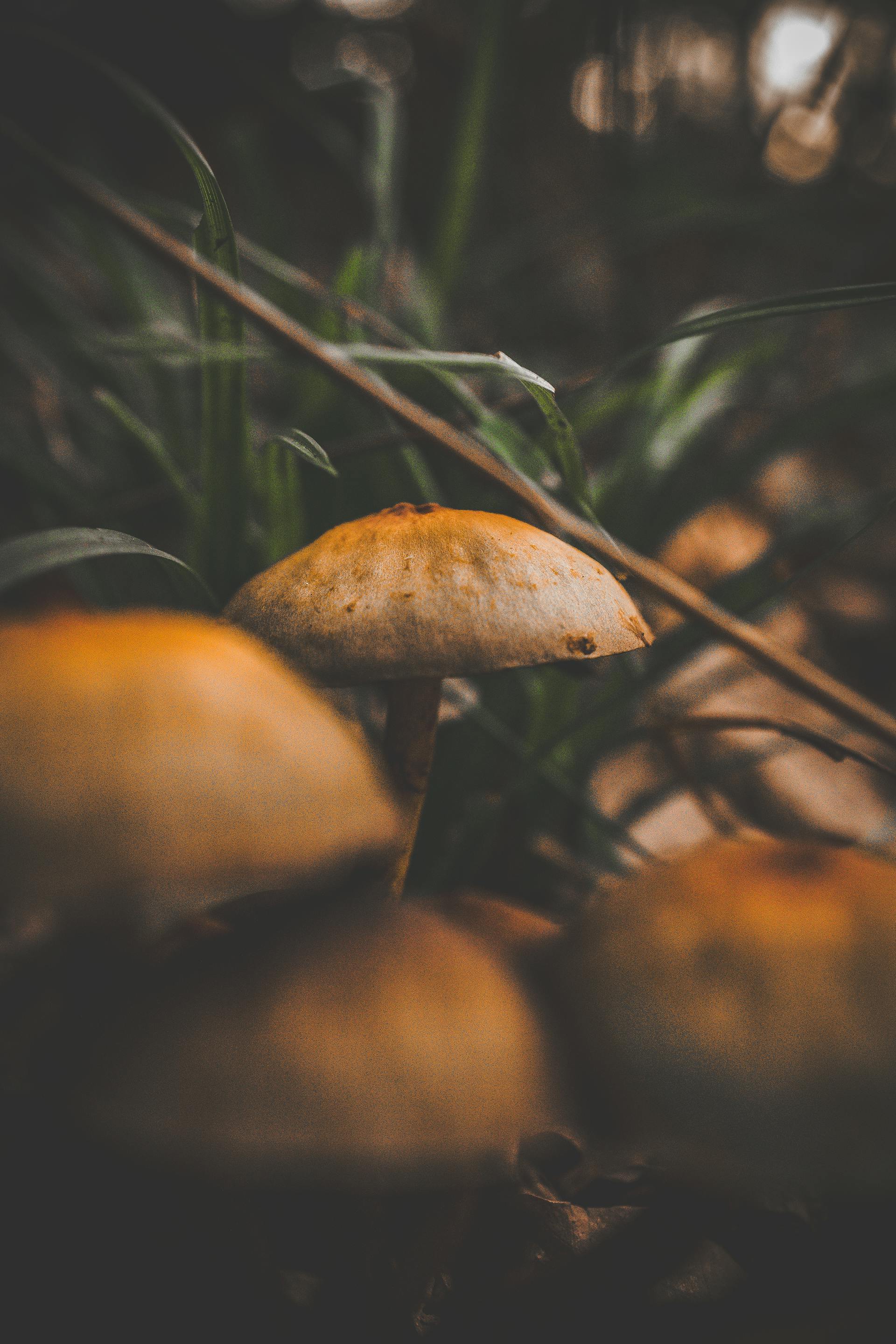 Microdosing Psilocybin: What the Controlled Studies Show — editorial image 6