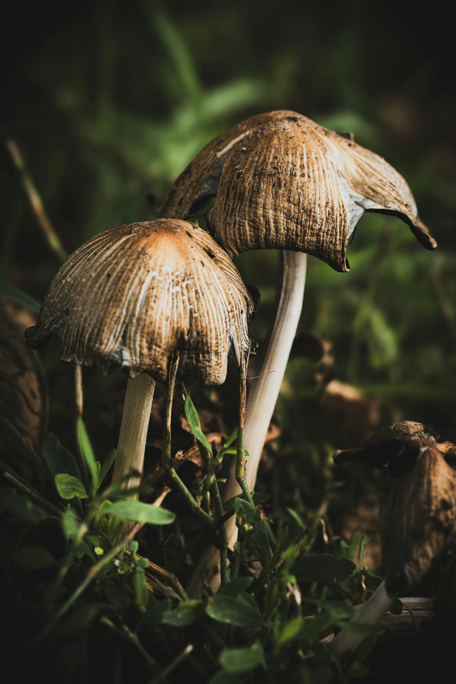 Microdosing Psilocybin: What the Controlled Studies Show — editorial image 7
