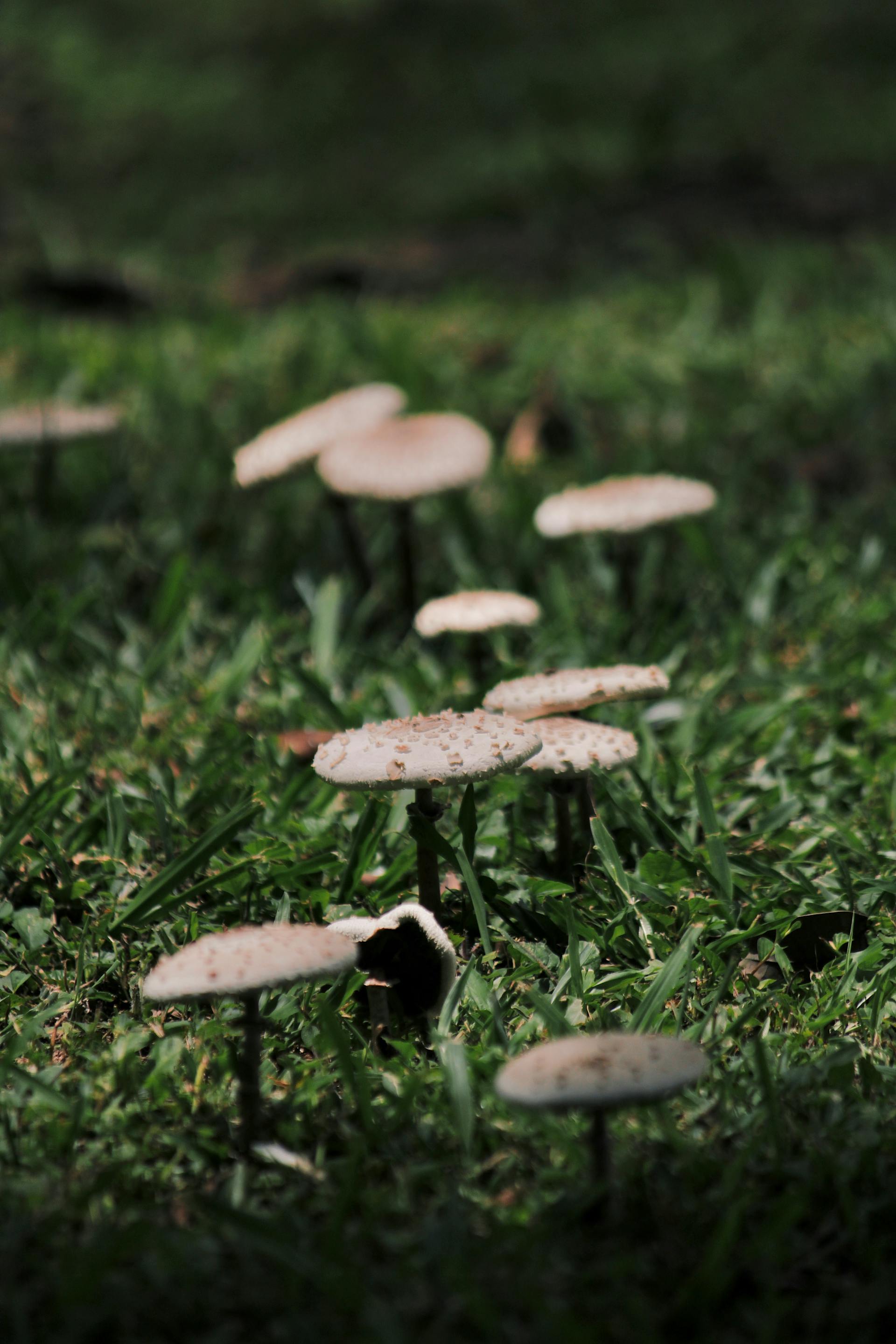 Microdosing Psilocybin: What the Controlled Studies Show — editorial image 8