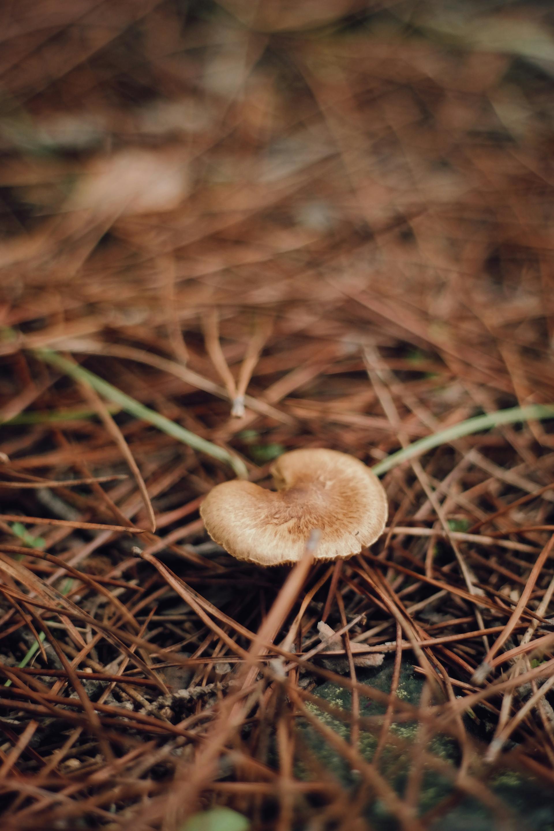 Microdosing Psilocybin: What the Controlled Studies Show — editorial image 9