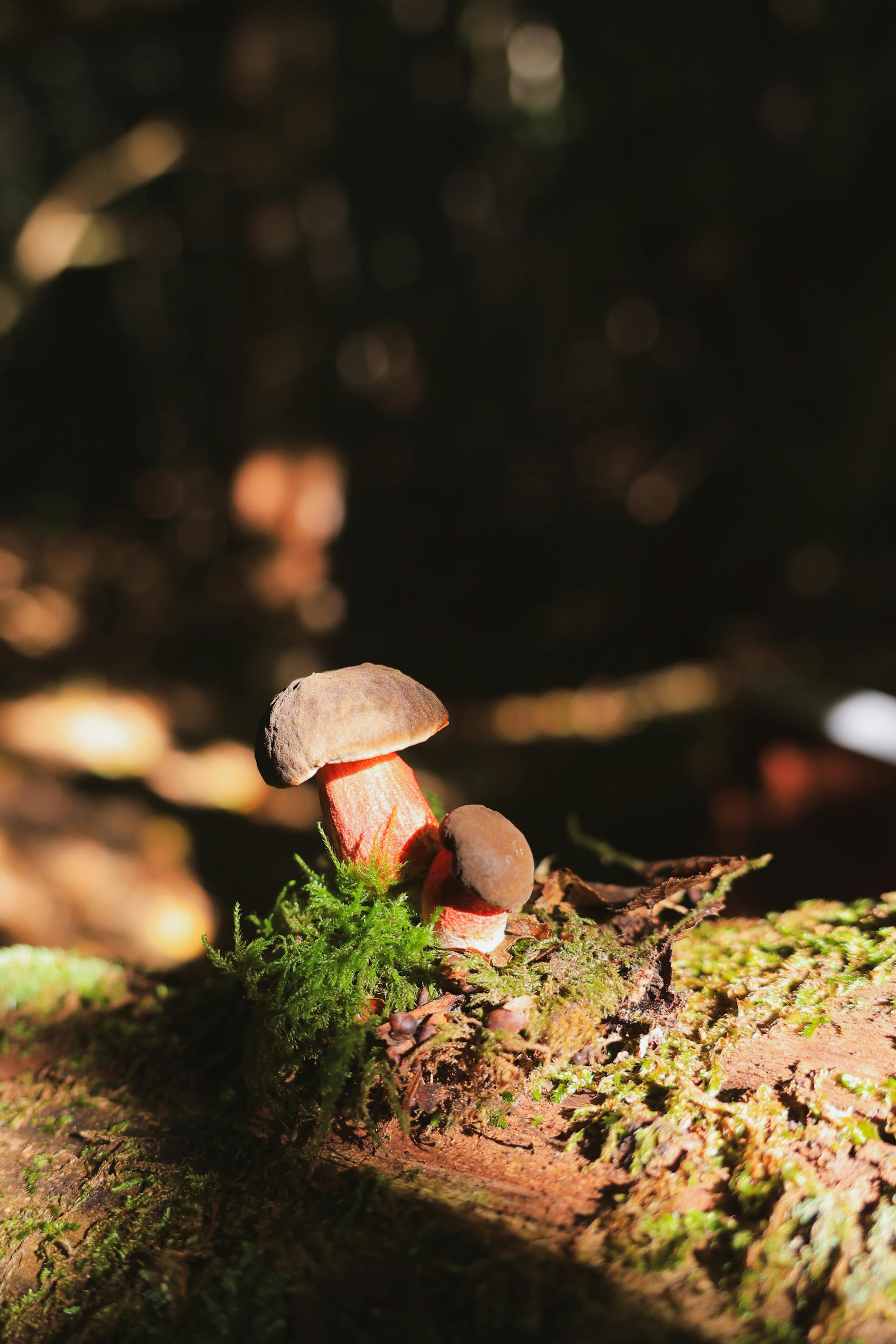Psilocybin Legal Status Worldwide: A 2026 Snapshot — editorial image 2
