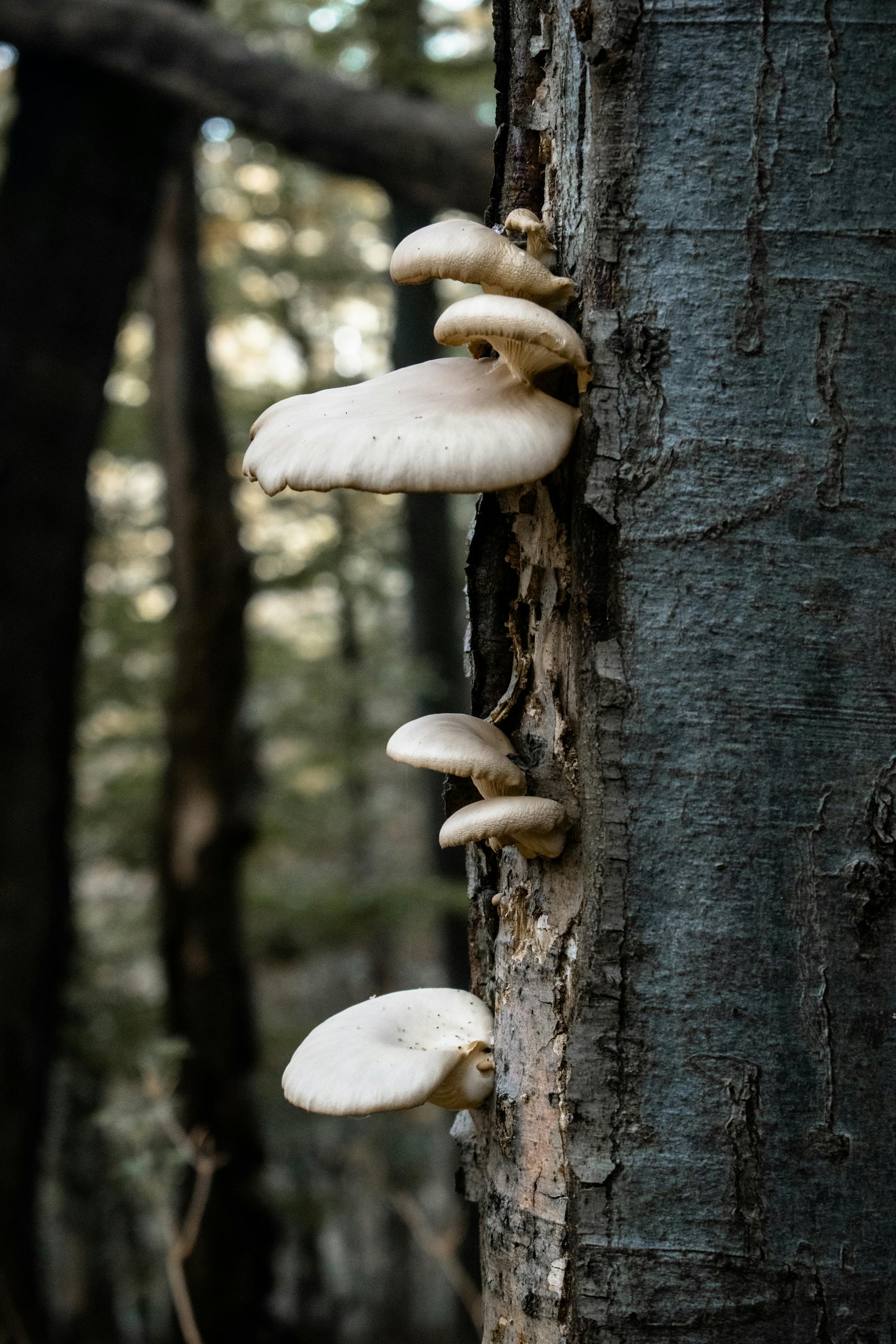 Psilocybin Legal Status Worldwide: A 2026 Snapshot — editorial image 4