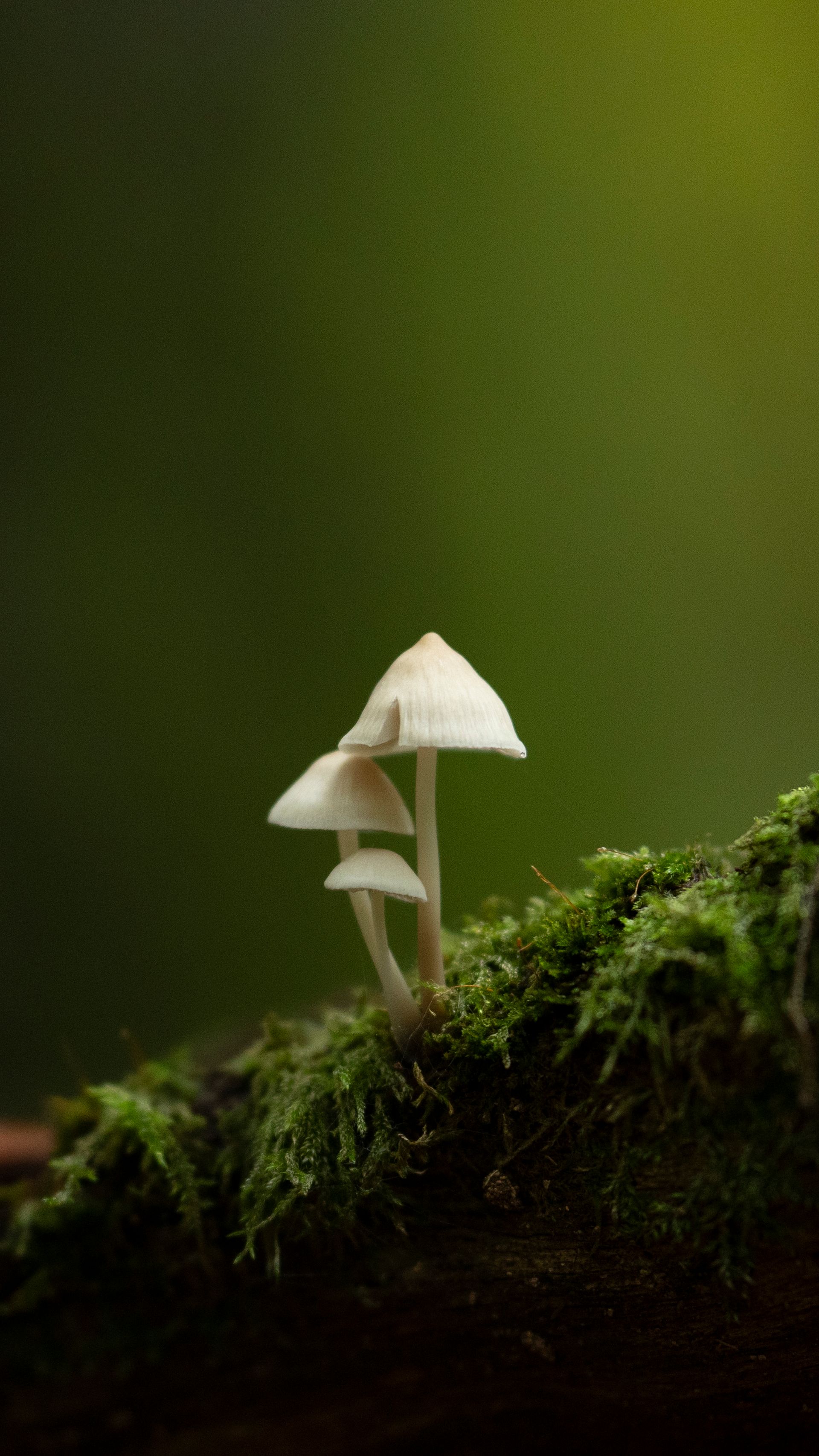 Psilocybin Legal Status Worldwide: A 2026 Snapshot — editorial image 5
