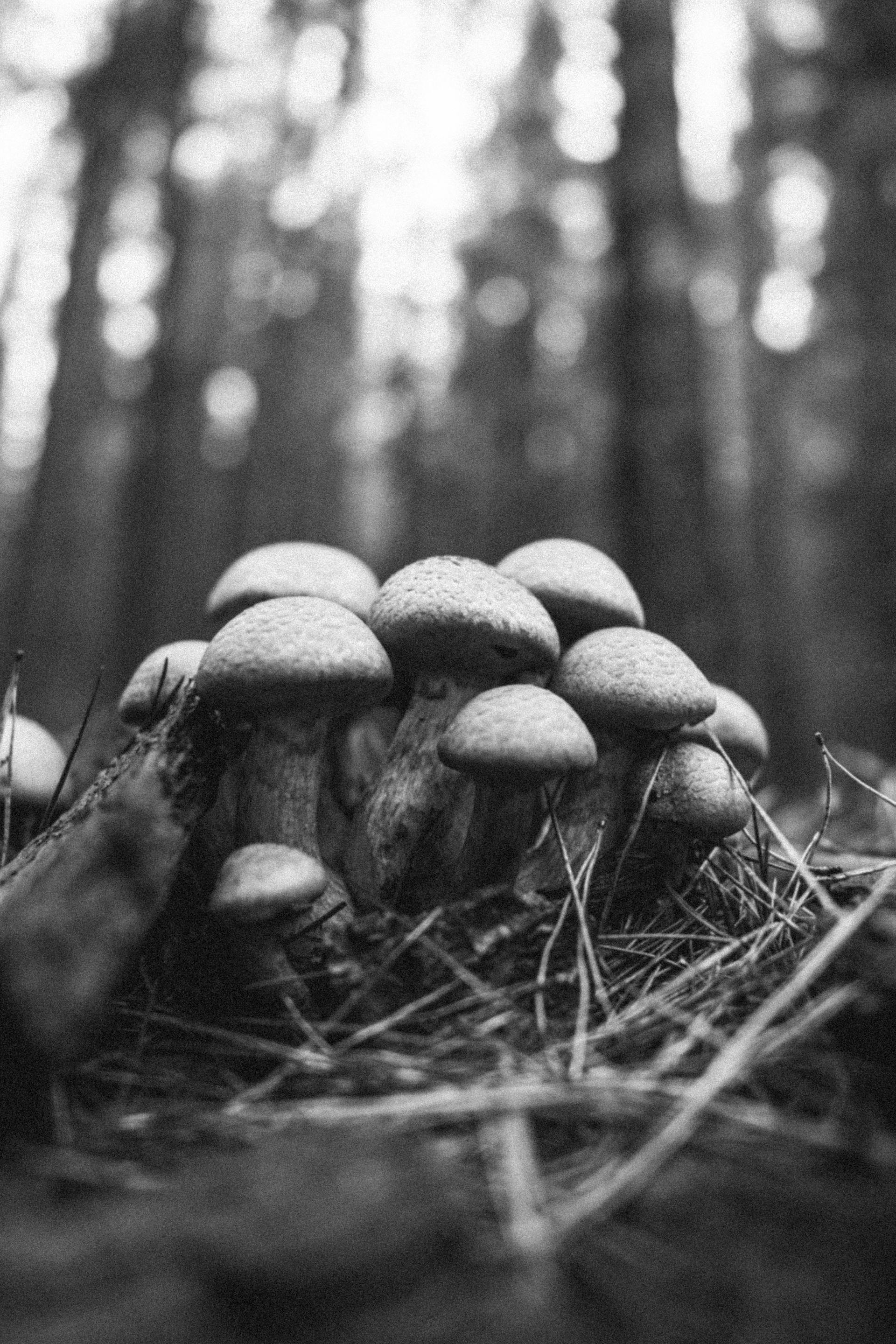 Psilocybin Legal Status Worldwide: A 2026 Snapshot — editorial image 6