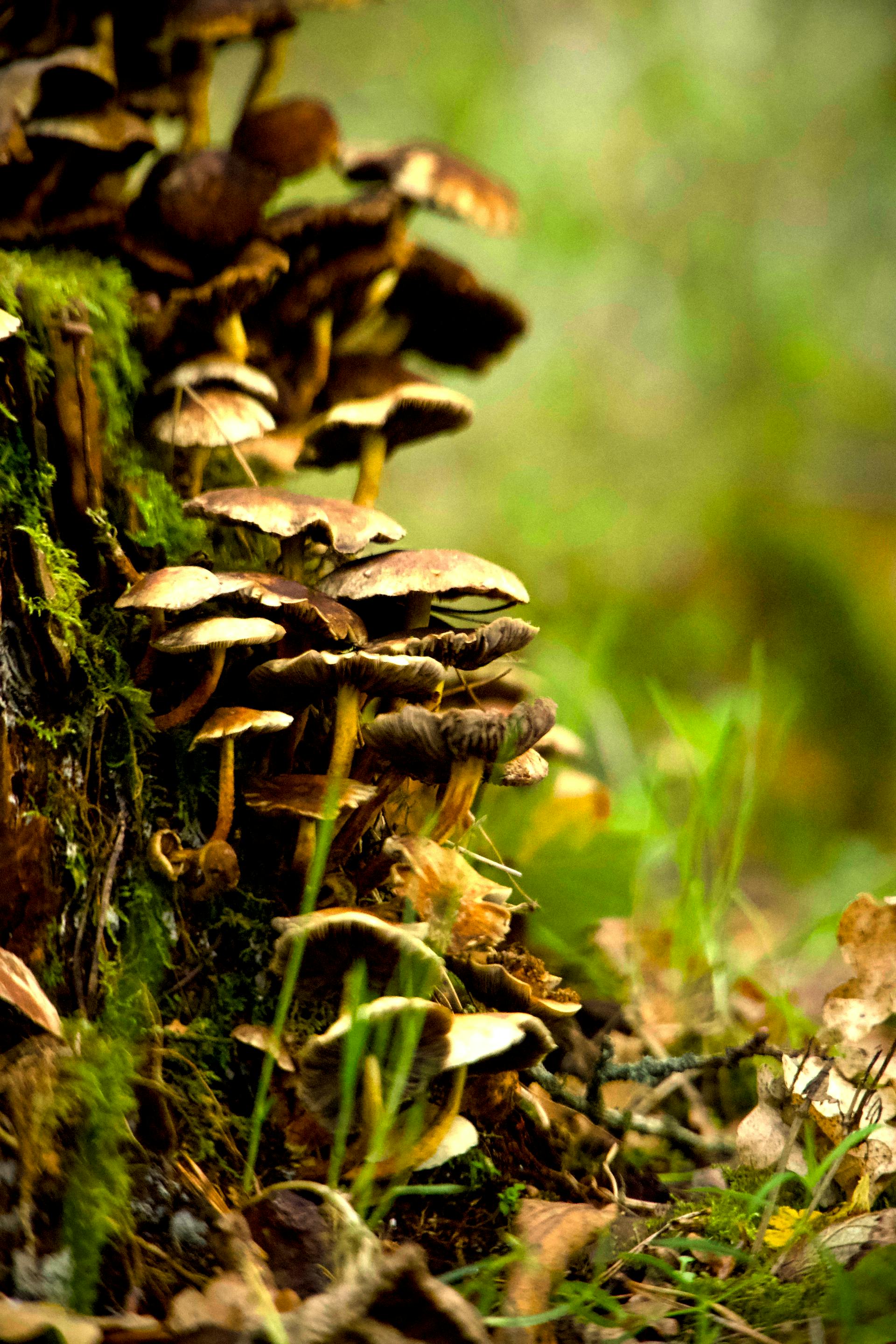 Psilocybin Legal Status Worldwide: A 2026 Snapshot — editorial image 7