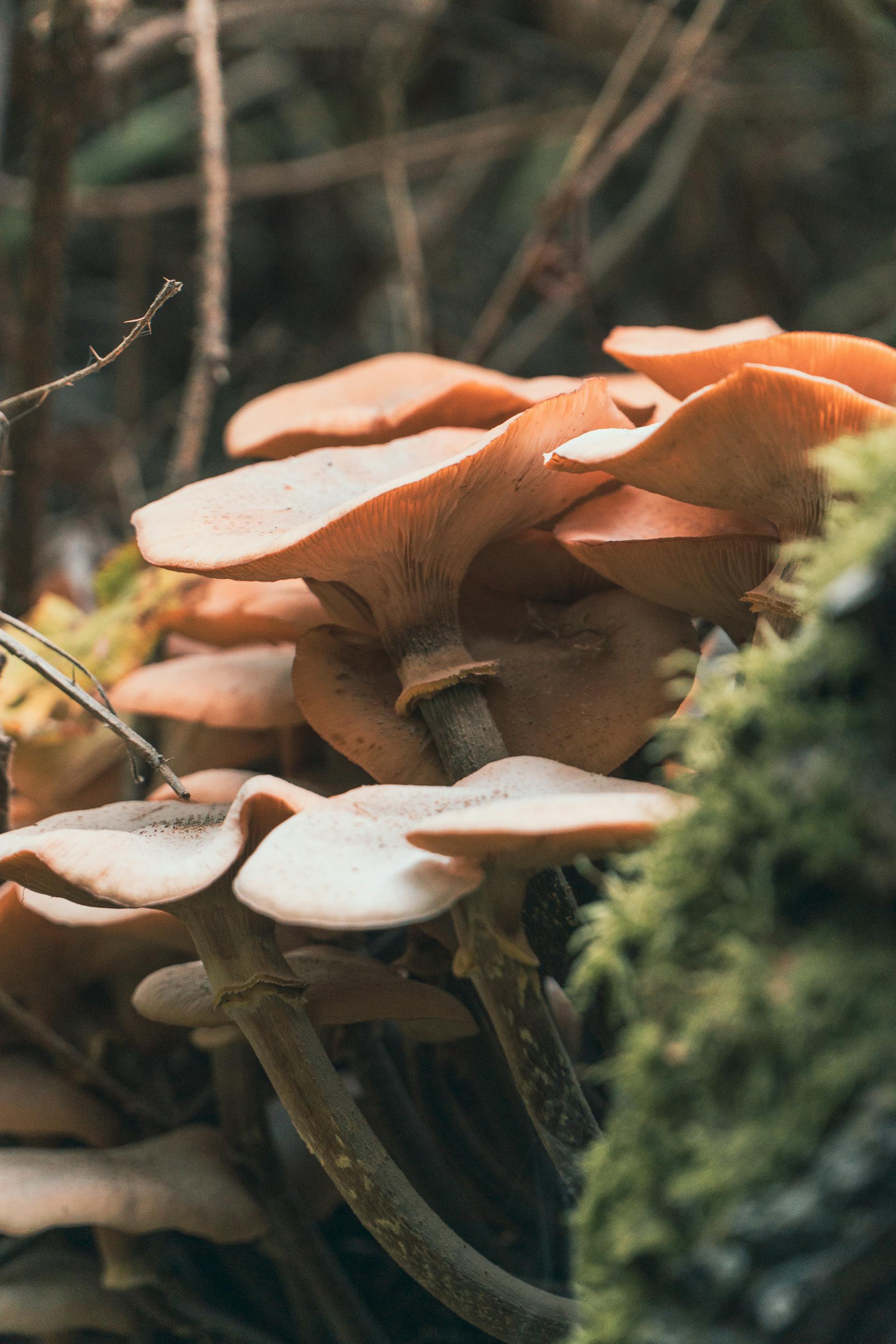 Psilocybin Legal Status Worldwide: A 2026 Snapshot — editorial image 8