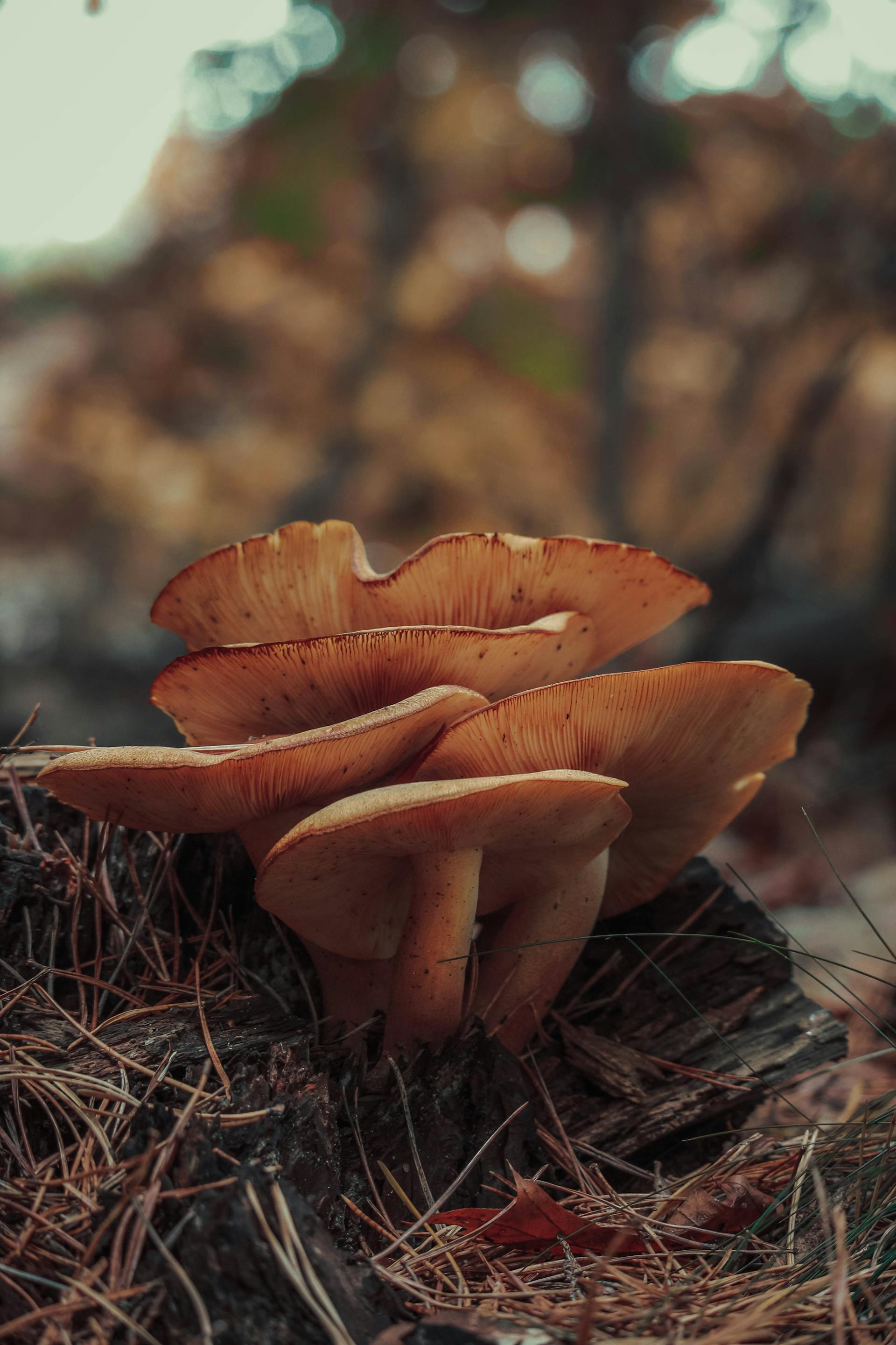 Psilocybin Legal Status Worldwide: A 2026 Snapshot — editorial image 9
