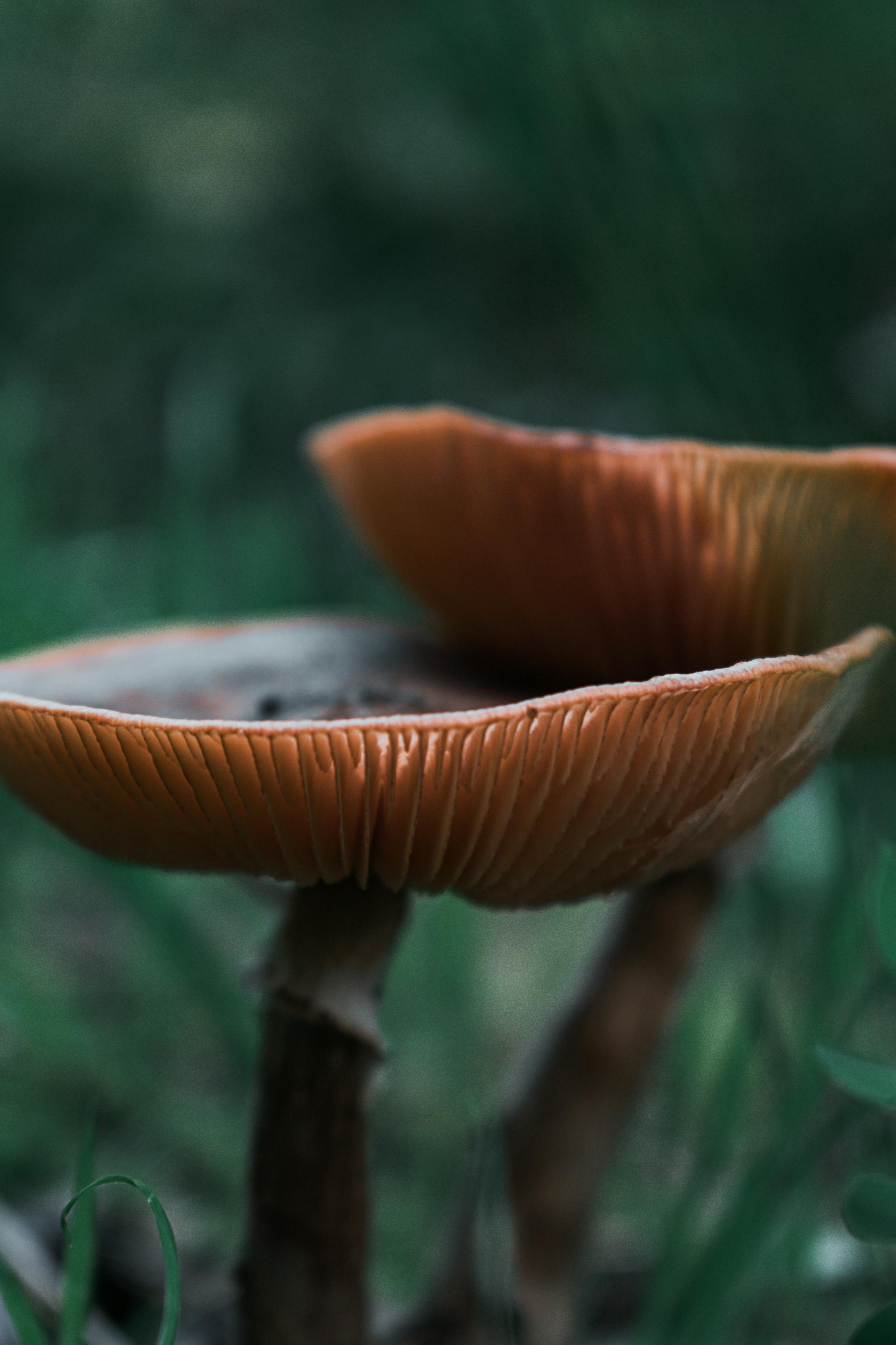 From Tek to Lab: A Brief History of Mushroom Cultivation — editorial image 4
