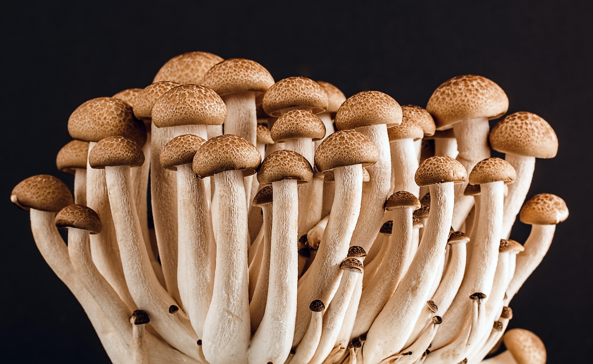 From Tek to Lab: A Brief History of Mushroom Cultivation — editorial image 5
