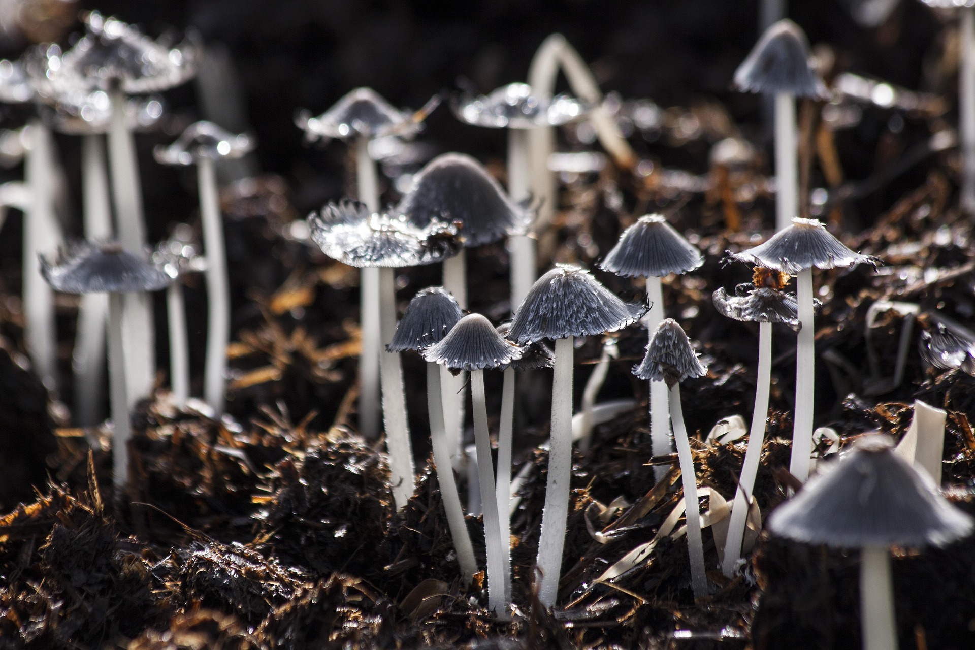 From Tek to Lab: A Brief History of Mushroom Cultivation — editorial image 7