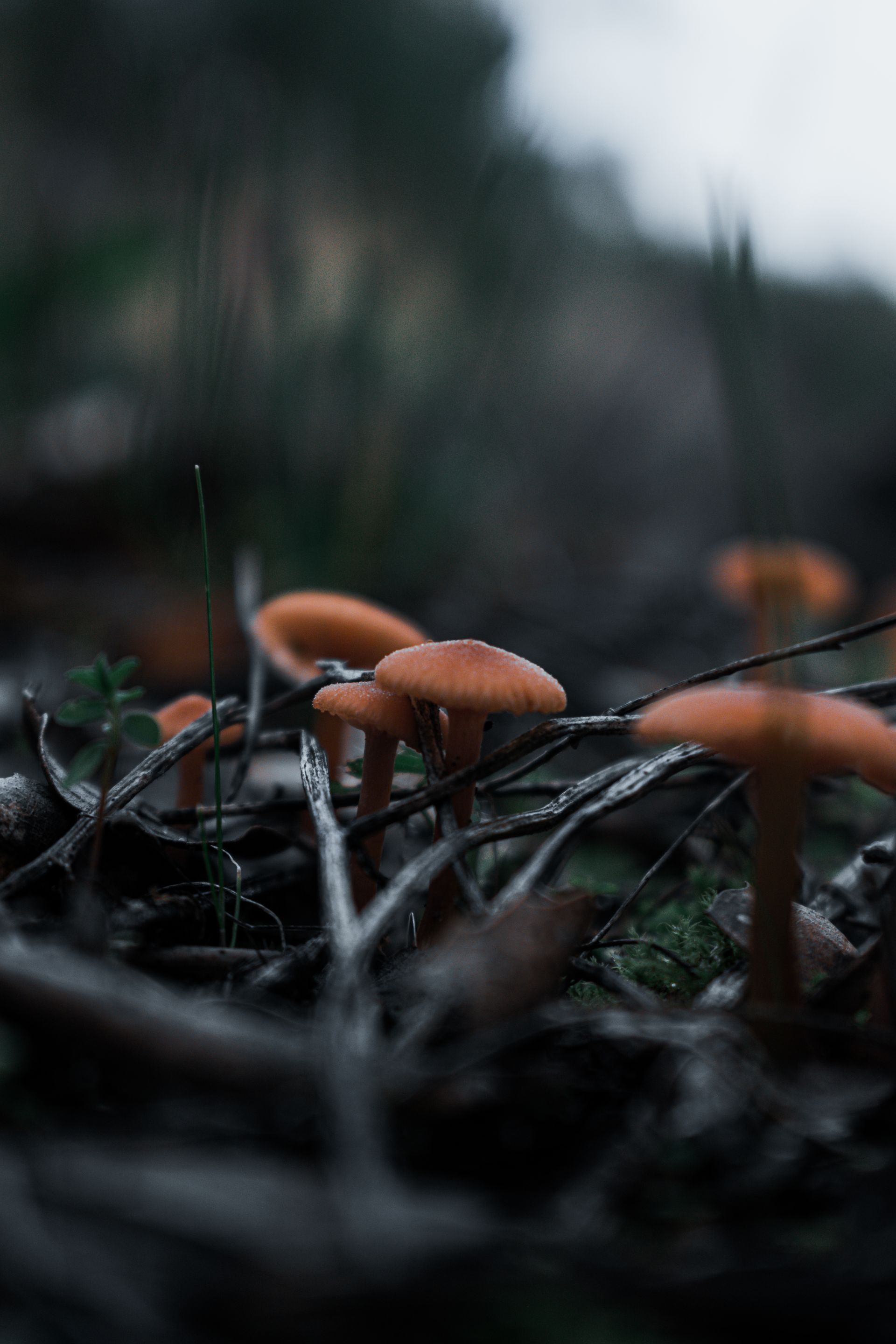 Psilocybin mushroom research specimen